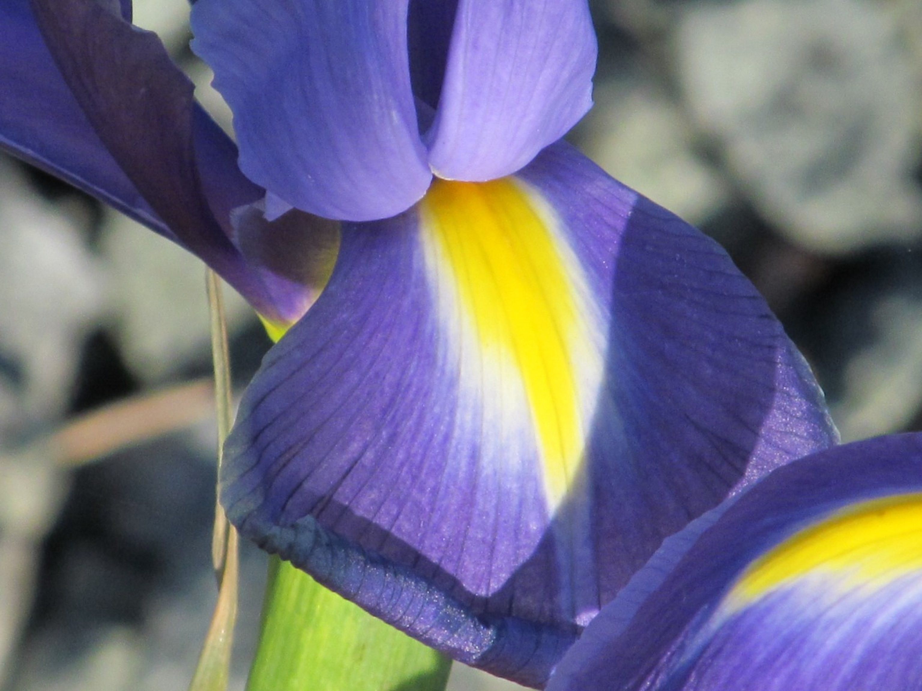 Fiori di Iris viola e giallo, 3072x2304 WQXGA, Desktop