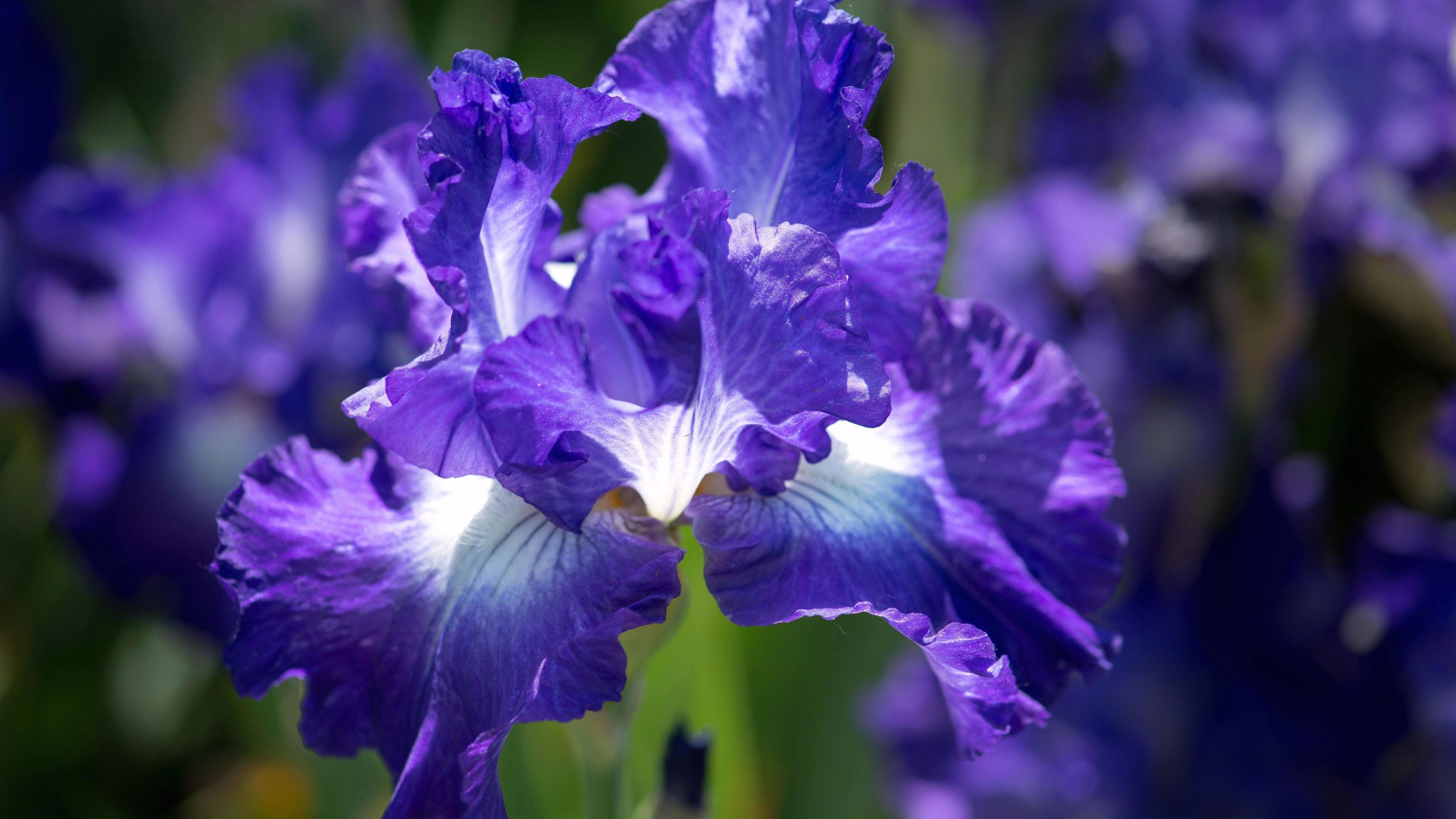 Fiore di iris viola, 3840x2160 Ultra HD, 4K TV