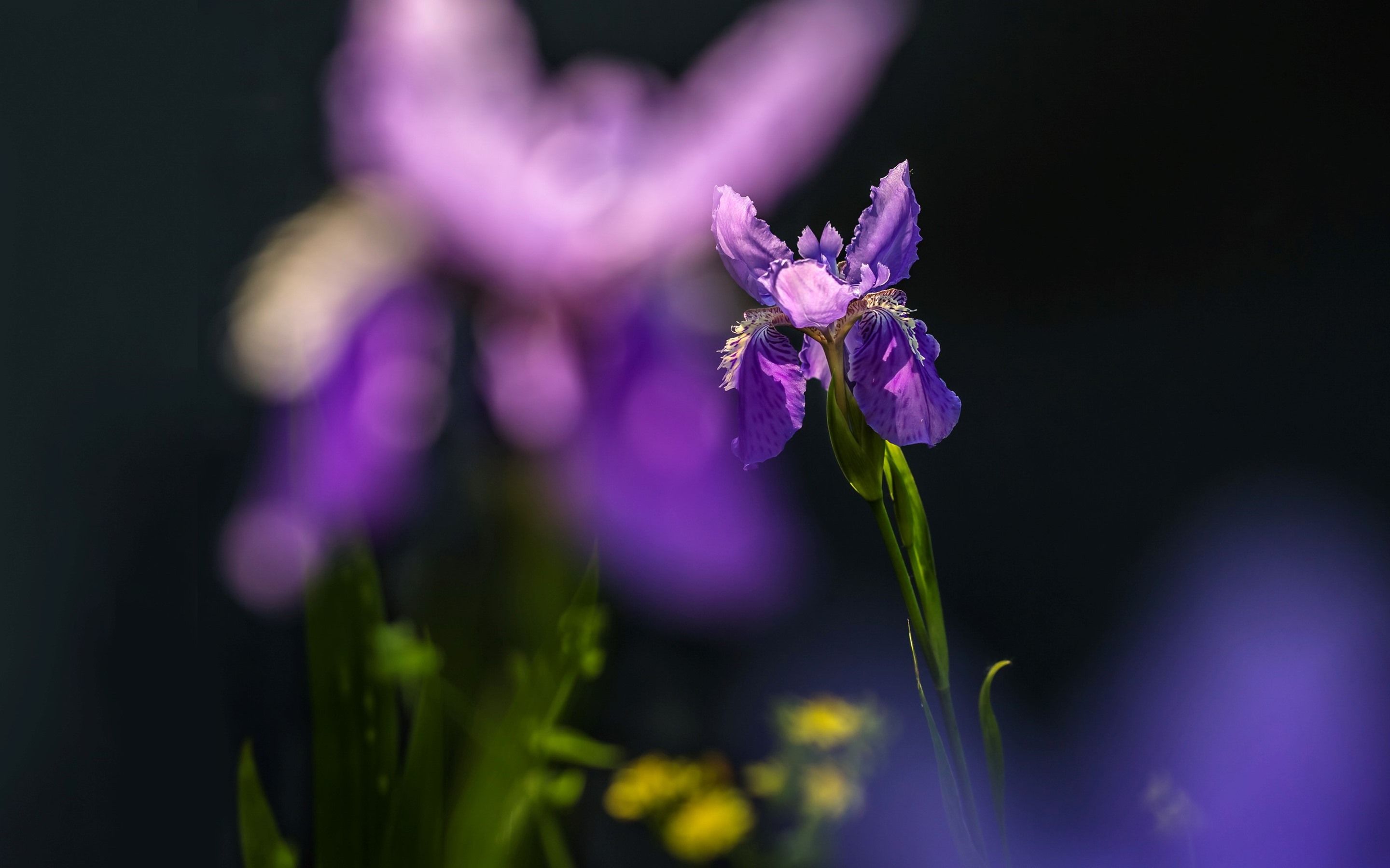 Fiore di iris viola primo piano, 2880x1800 2K, Desktop