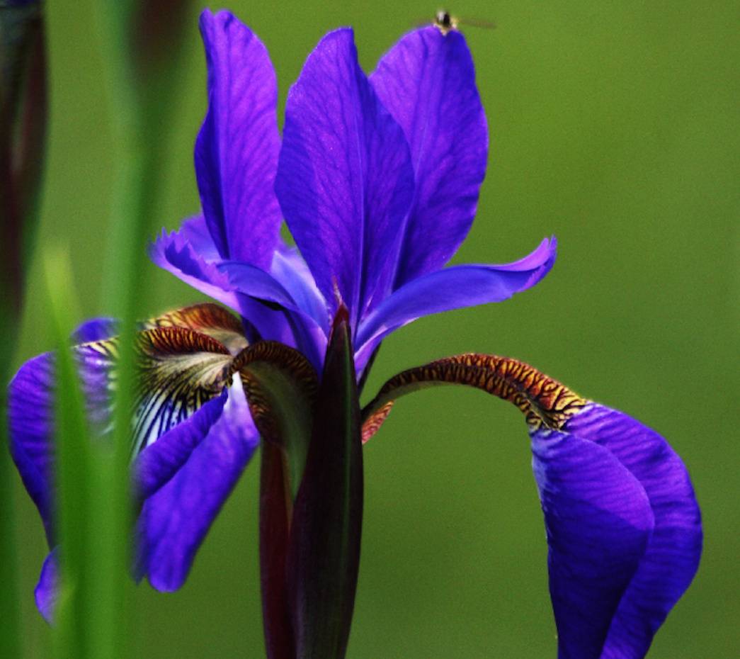 Fiore di Iris viola, 1045x930 HD, iMac