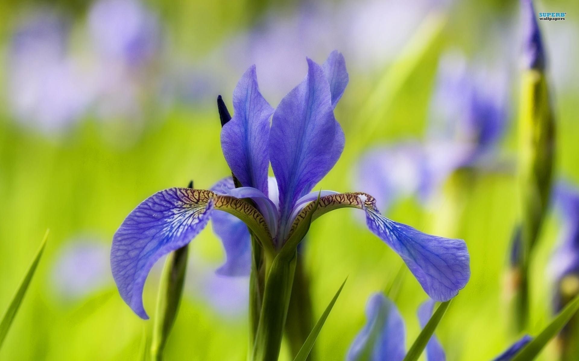 Fiore di Iris viola, 1920x1200 Full HD+ WUXGA, Desktop