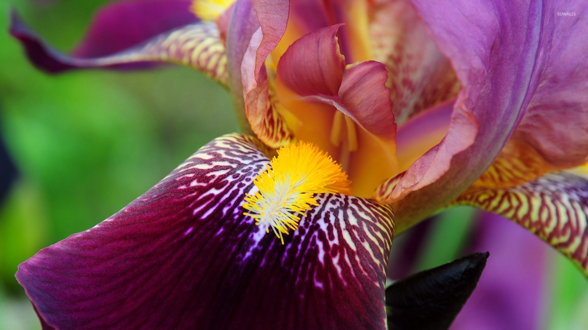 Fiore di iris viola, 1920x1080 Full HD, Laptop