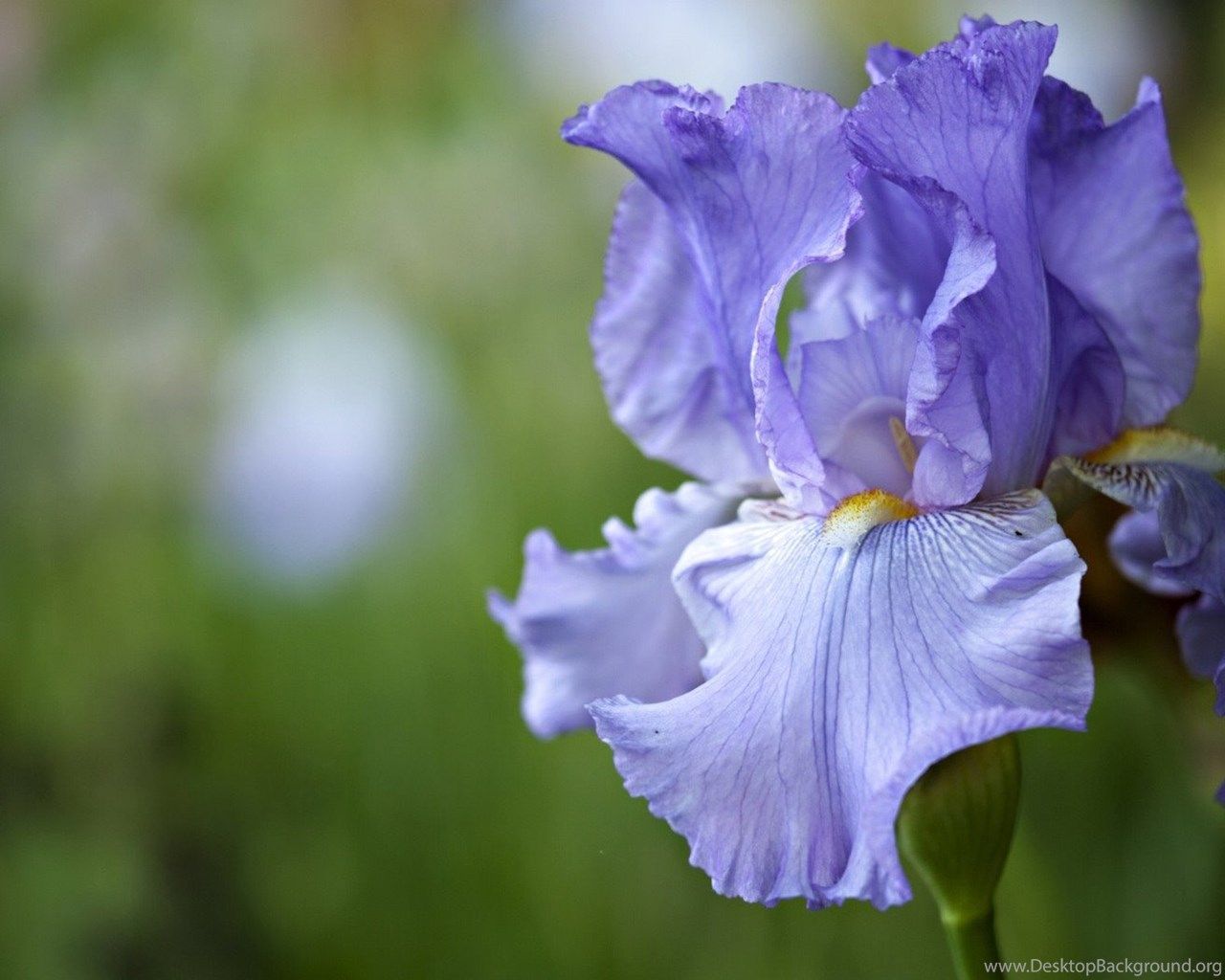 Fiore di Iris viola, 1280x1024 HD, Desktop