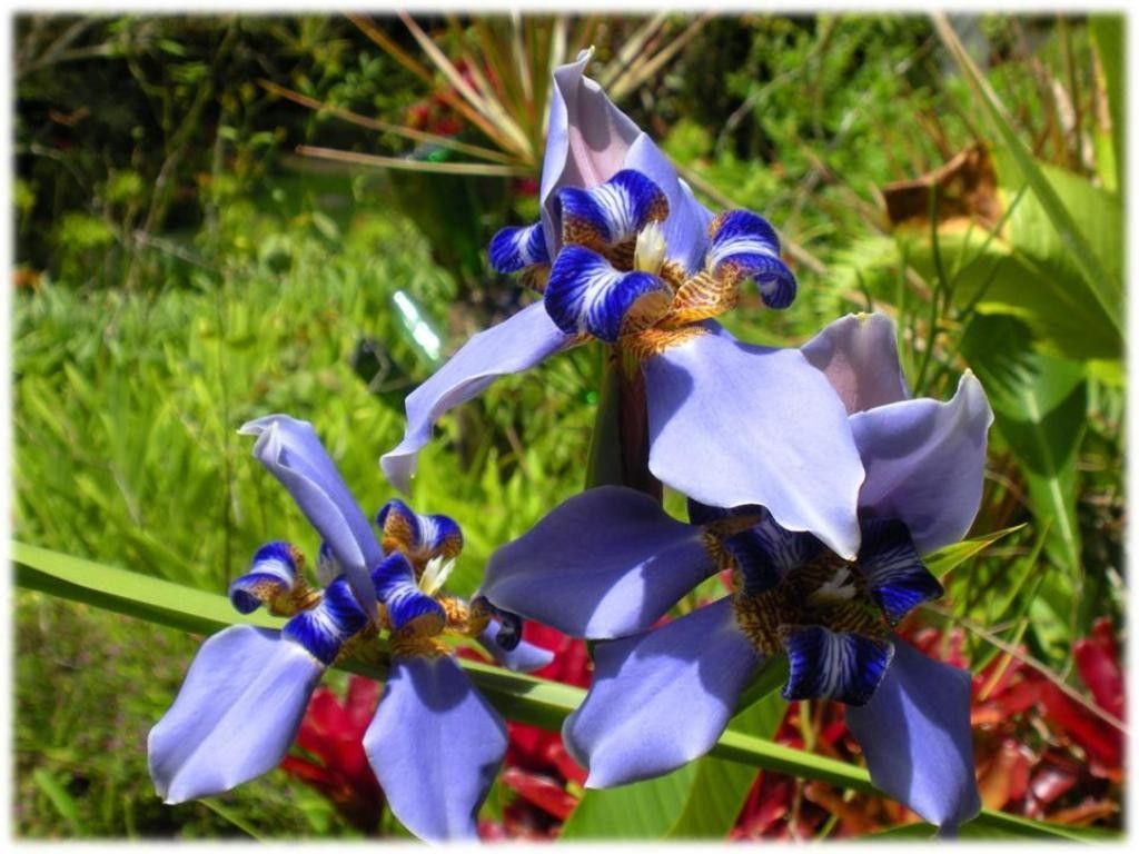 Fiori di Iris blu, 1024x768 HD, PC