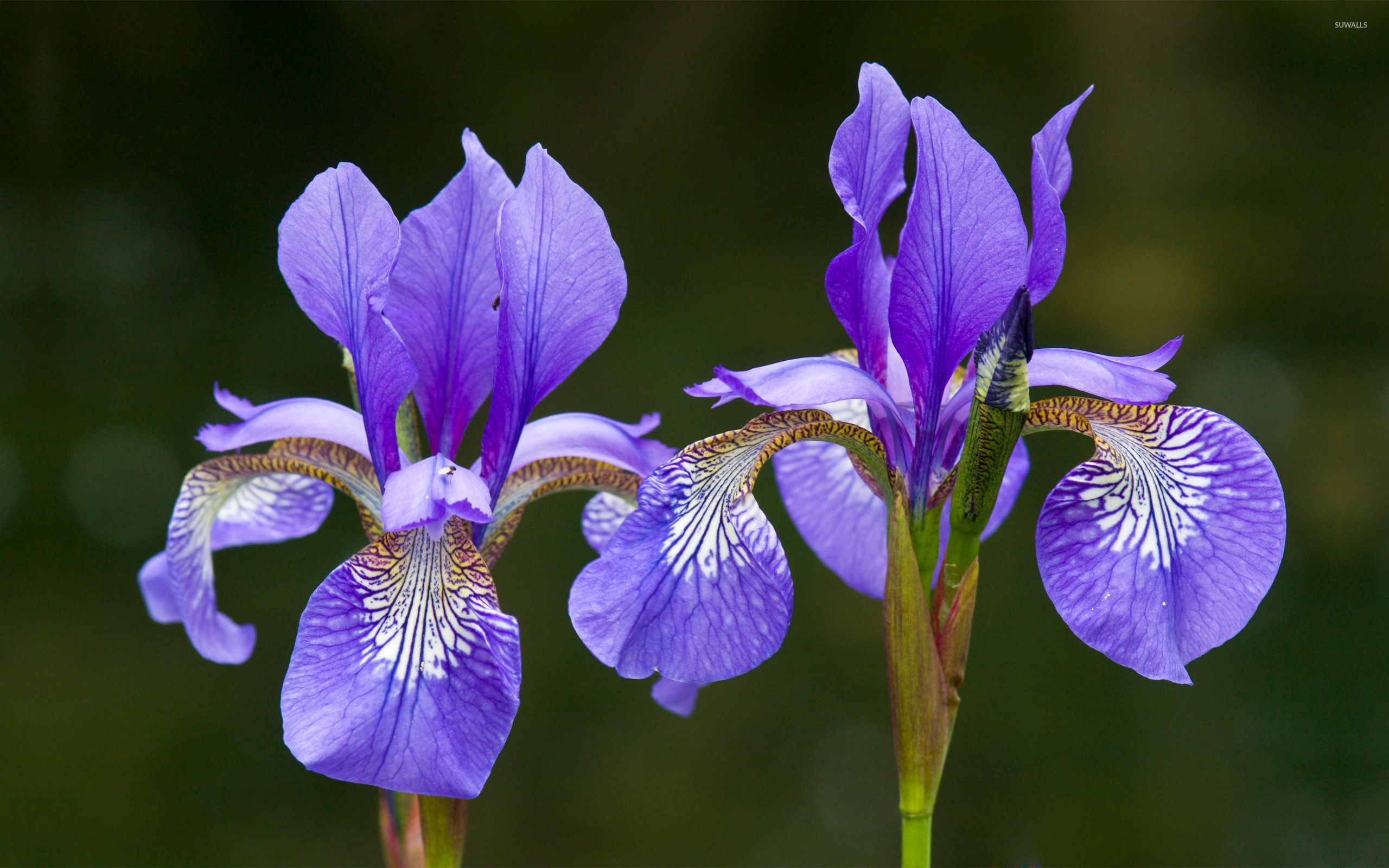 Fiori di Iris viola, 2560x1600 WQXGA, Laptop