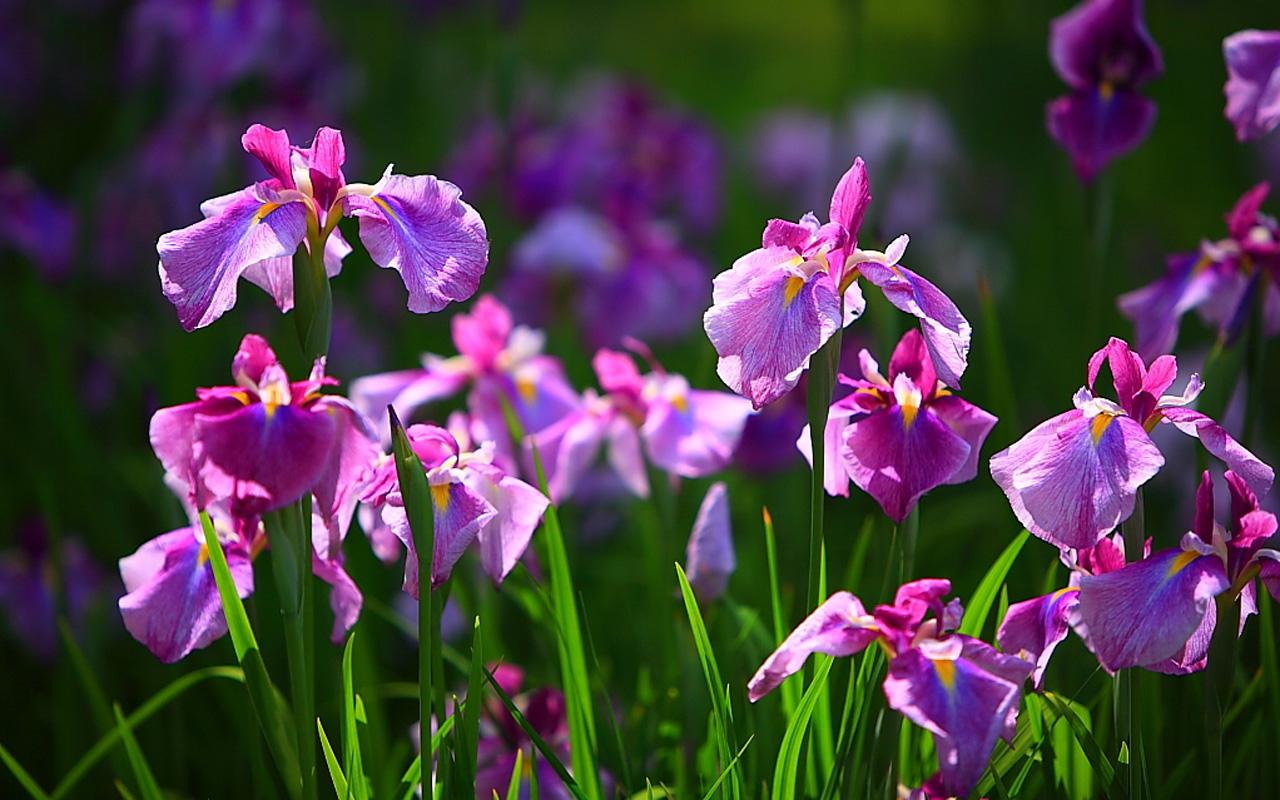 Fiori di iris viola, 1280x800 HD, ROG Asus Laptop