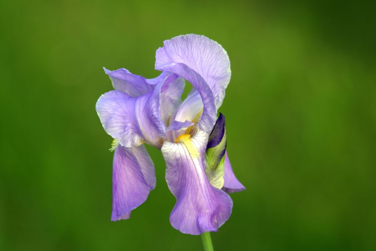 Fiore di iris viola, 1200x802 HD, Laptop