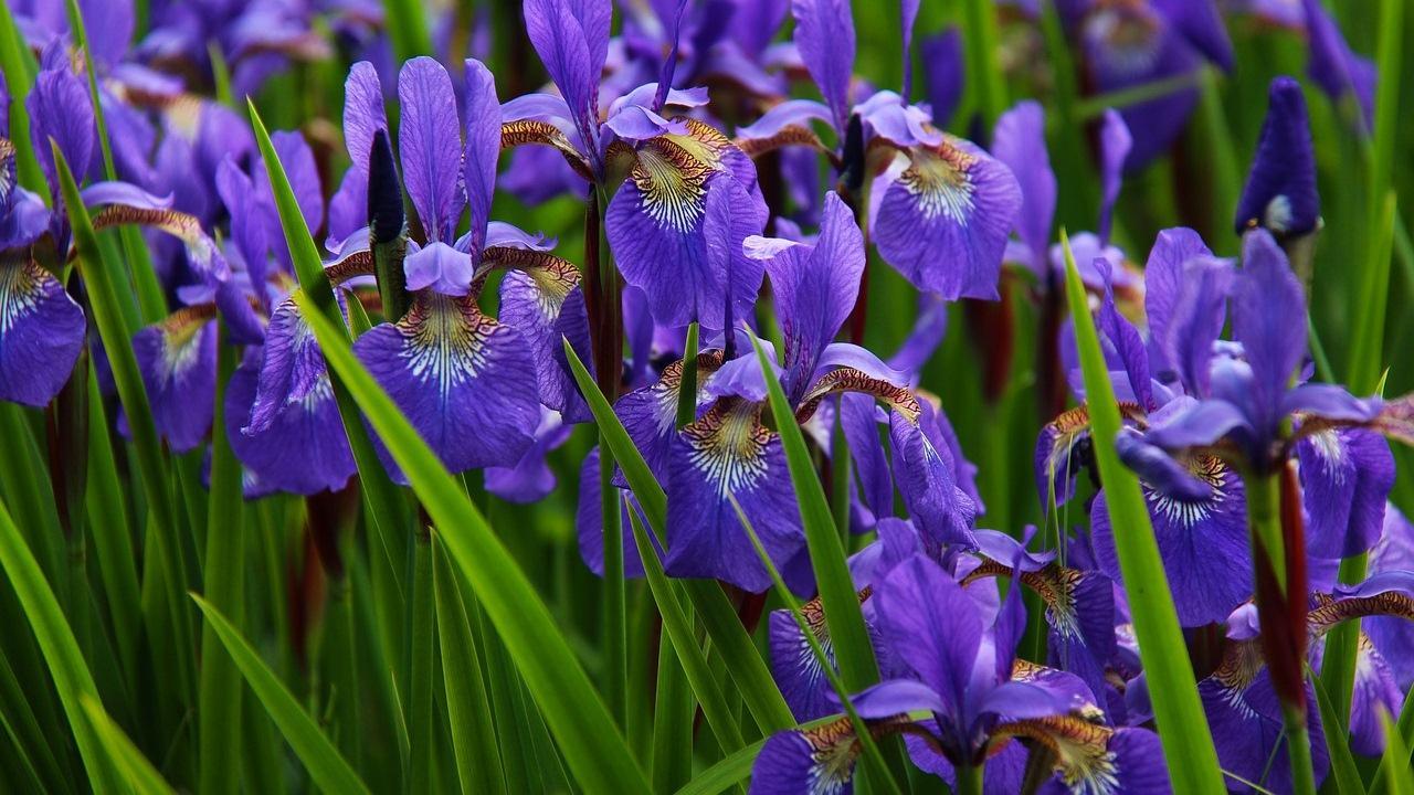 Fiori di iris viola, 1280x720 HD, Desktop