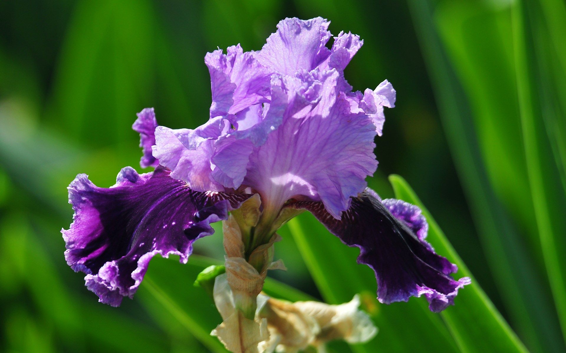Fiore di iris viola, 1920x1200 Full HD+, PC