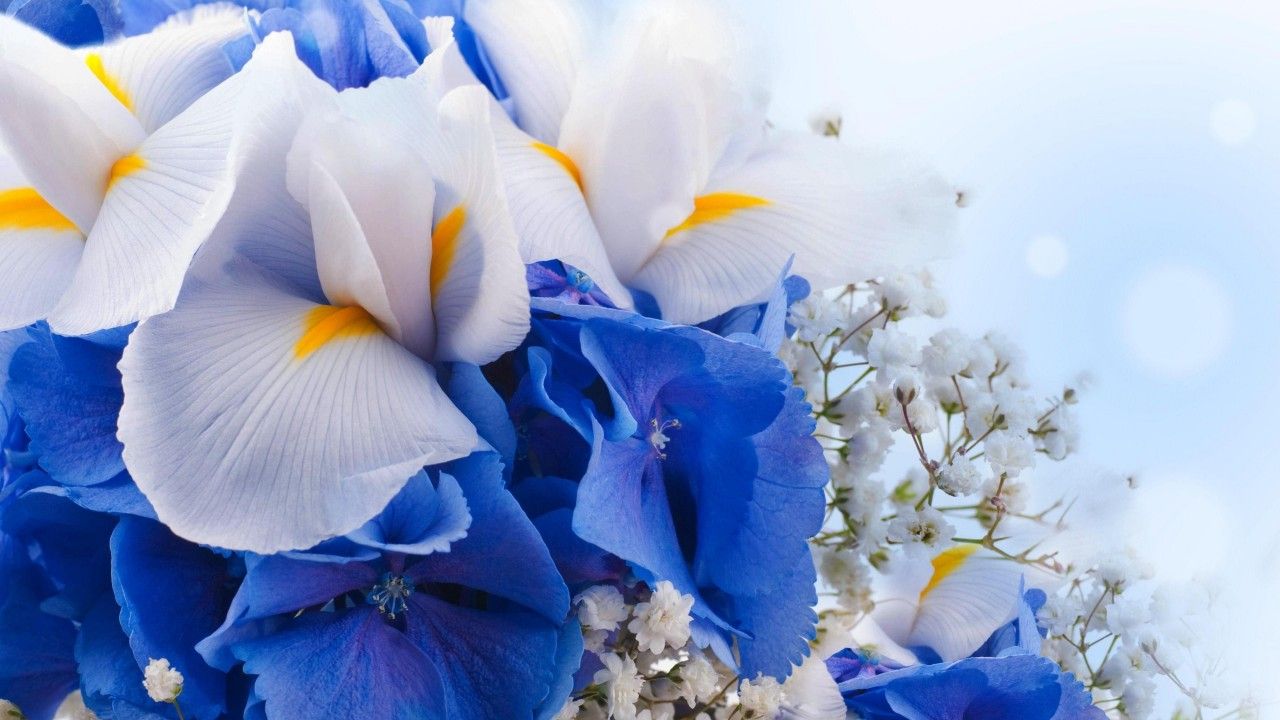 Bouquet fiori di iris blu-bianchi, 1280x720 720p, iMac