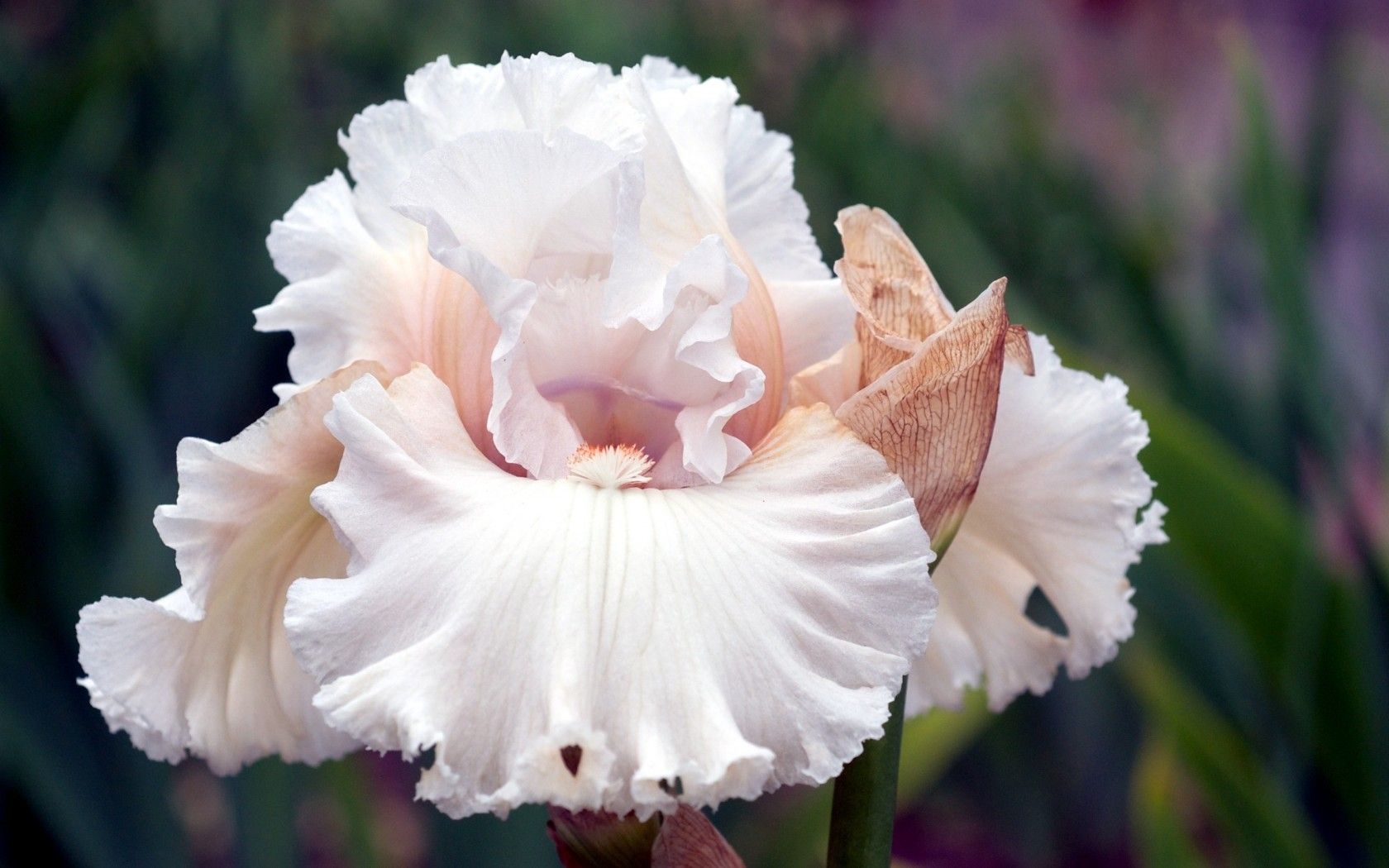 Fiore di iris bianco, 1680x1050 900p, Desktop