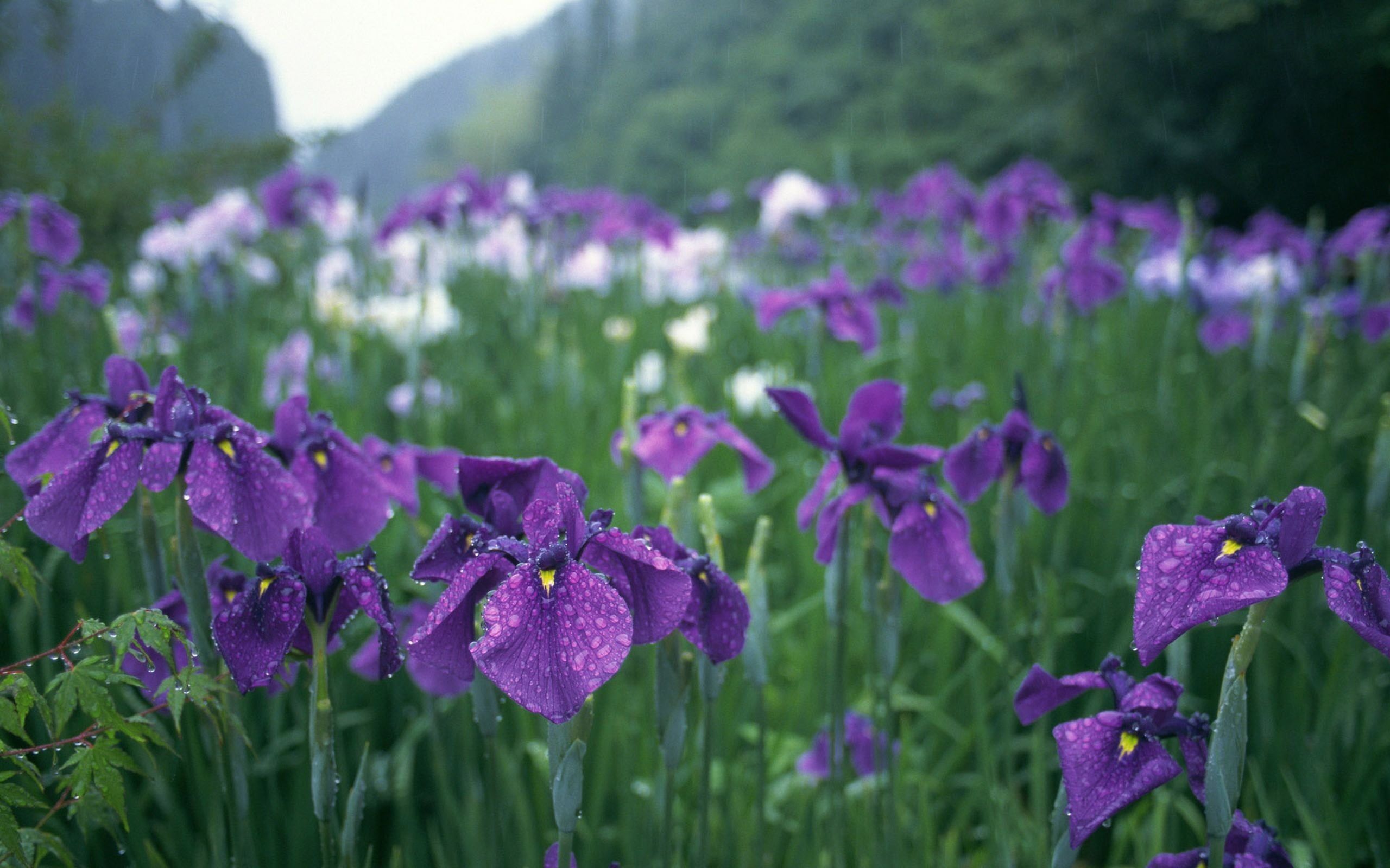 Campo di iris viola, 2560x1600 2K, MacBook Pro