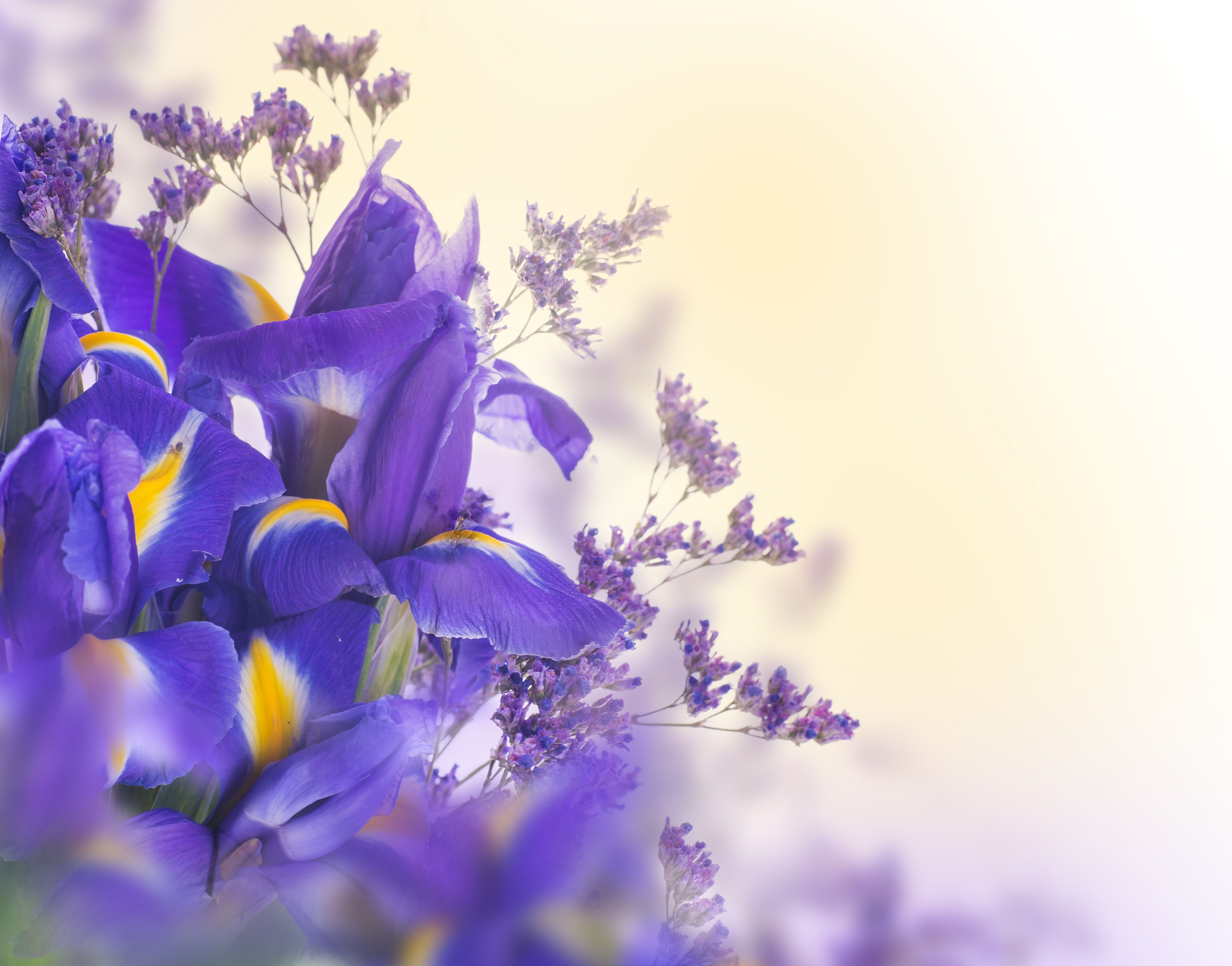 Fiori di iris viola primo piano, 5000x3922 4K, Desktop 4K
