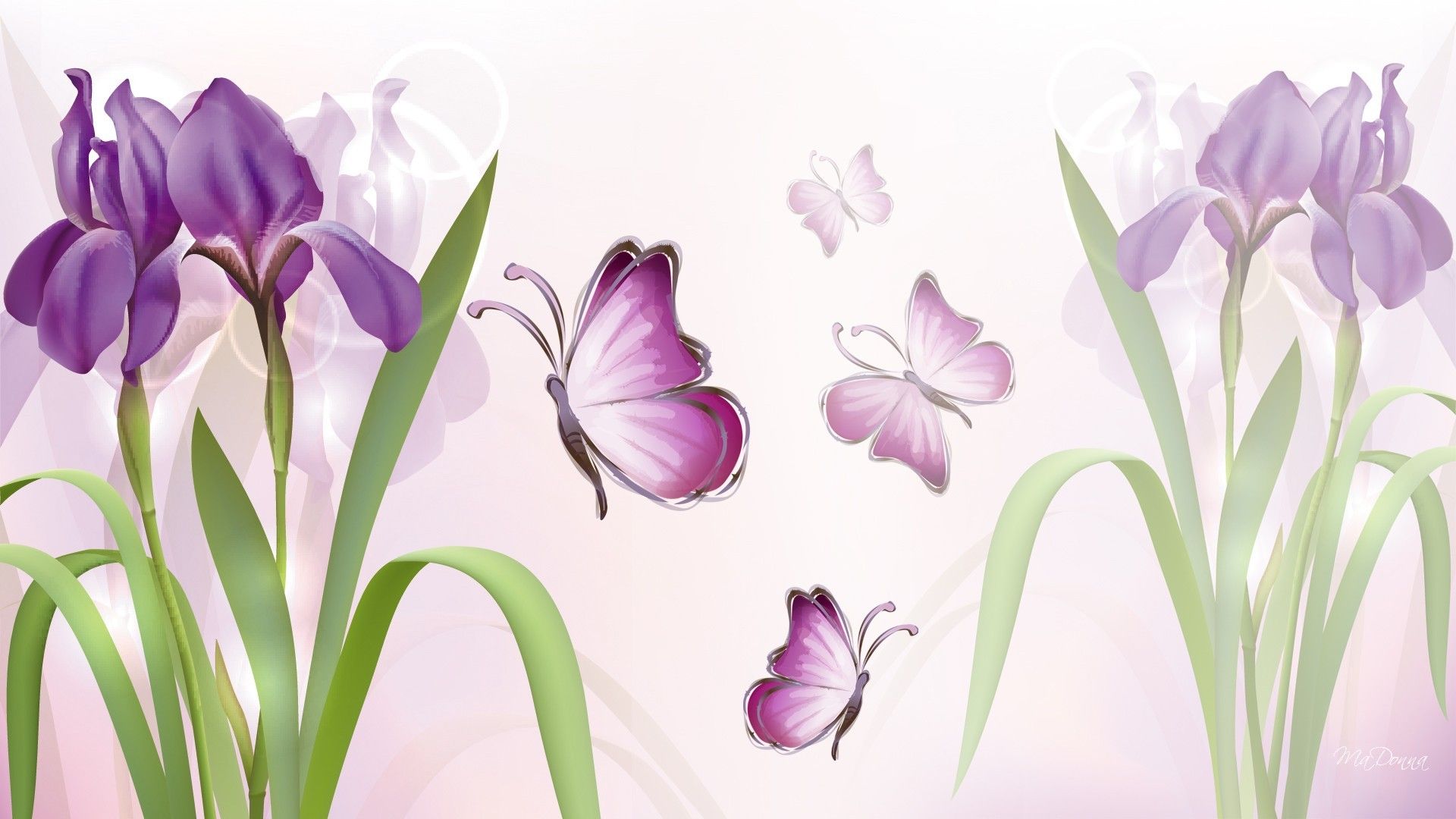 Fiori di iris viola con farfalle, 1920x1080 Full HD 1080p, Laptop
