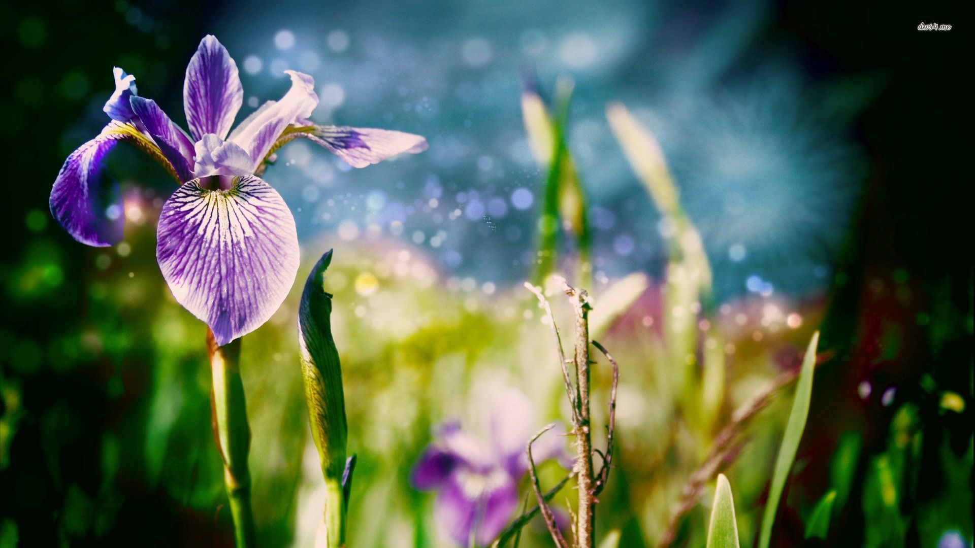 Fiore di iris viola, 1920x1080 Full HD, Desktop