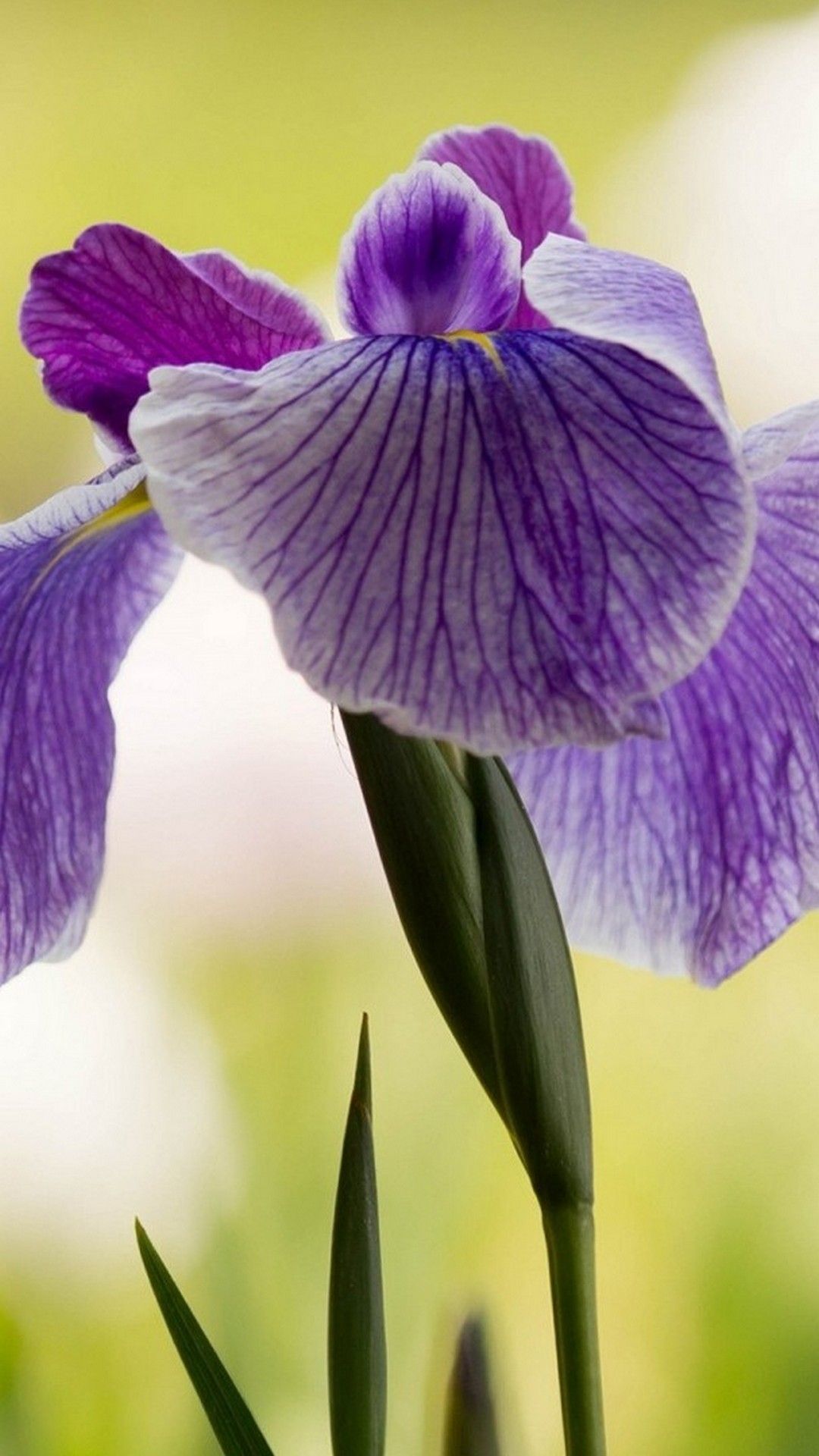 Fiore di iris viola, 1080x1920 Verticale, Telefono