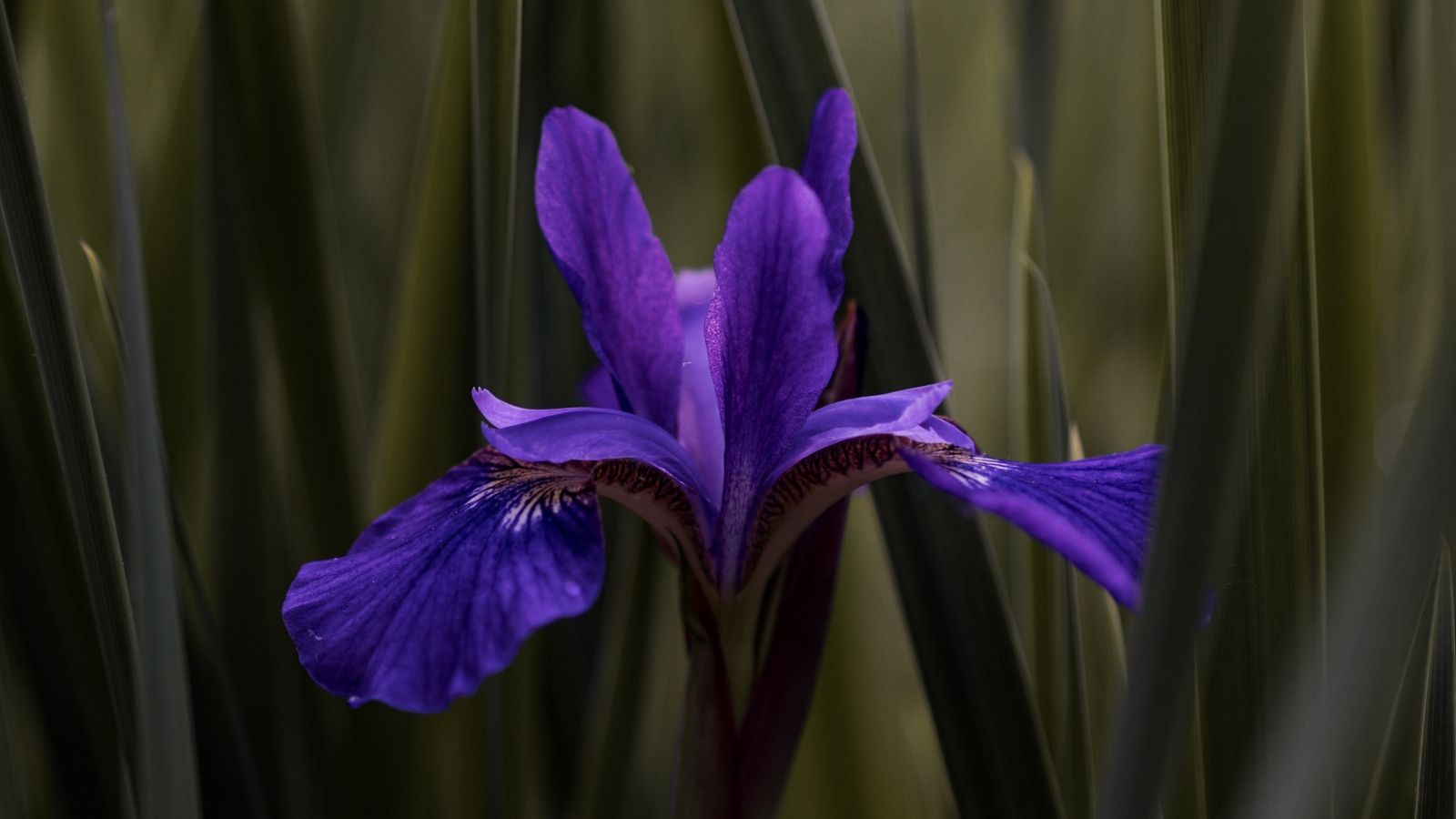 Fiore di iris viola, 1600x900 HD Ready, PC