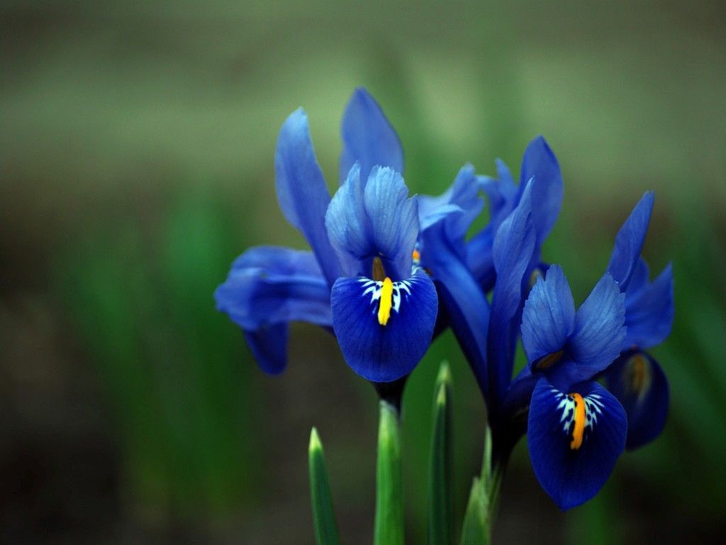 Fiori di iris blu, 1024x768 HD, Desktop