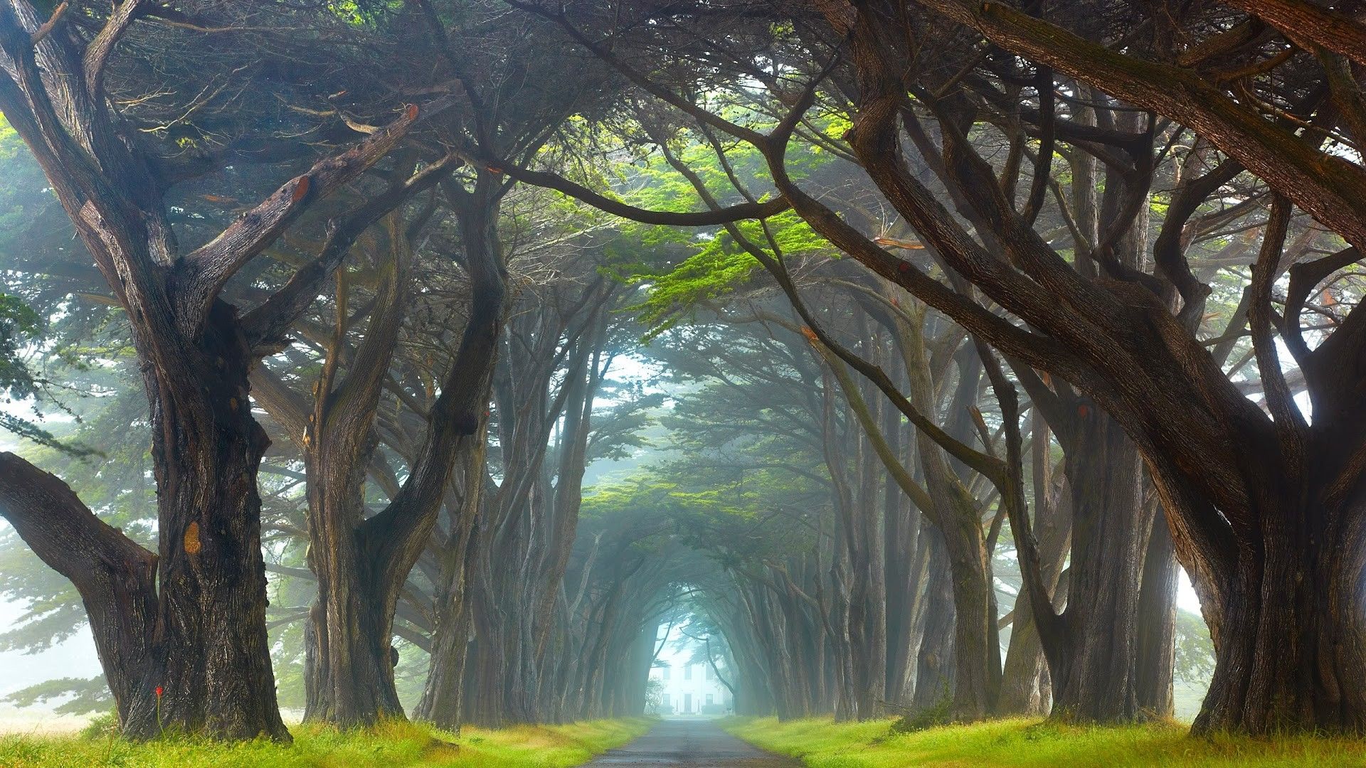 Sentiero tra alberi nebbiosi, 1920x1080 Full HD, PC Desktop