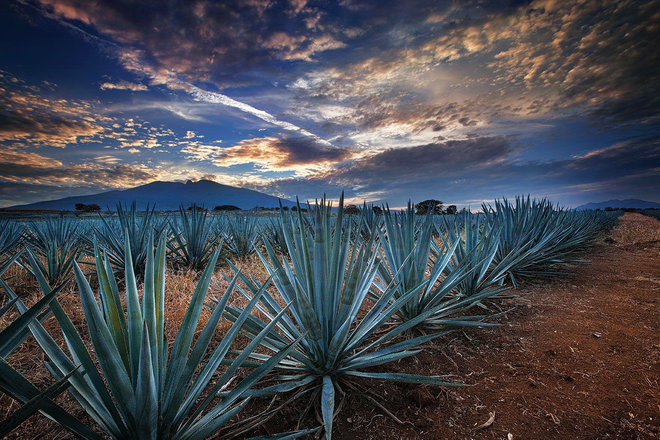 Campo di agave al tramonto, 1348x899 HD, Desktop