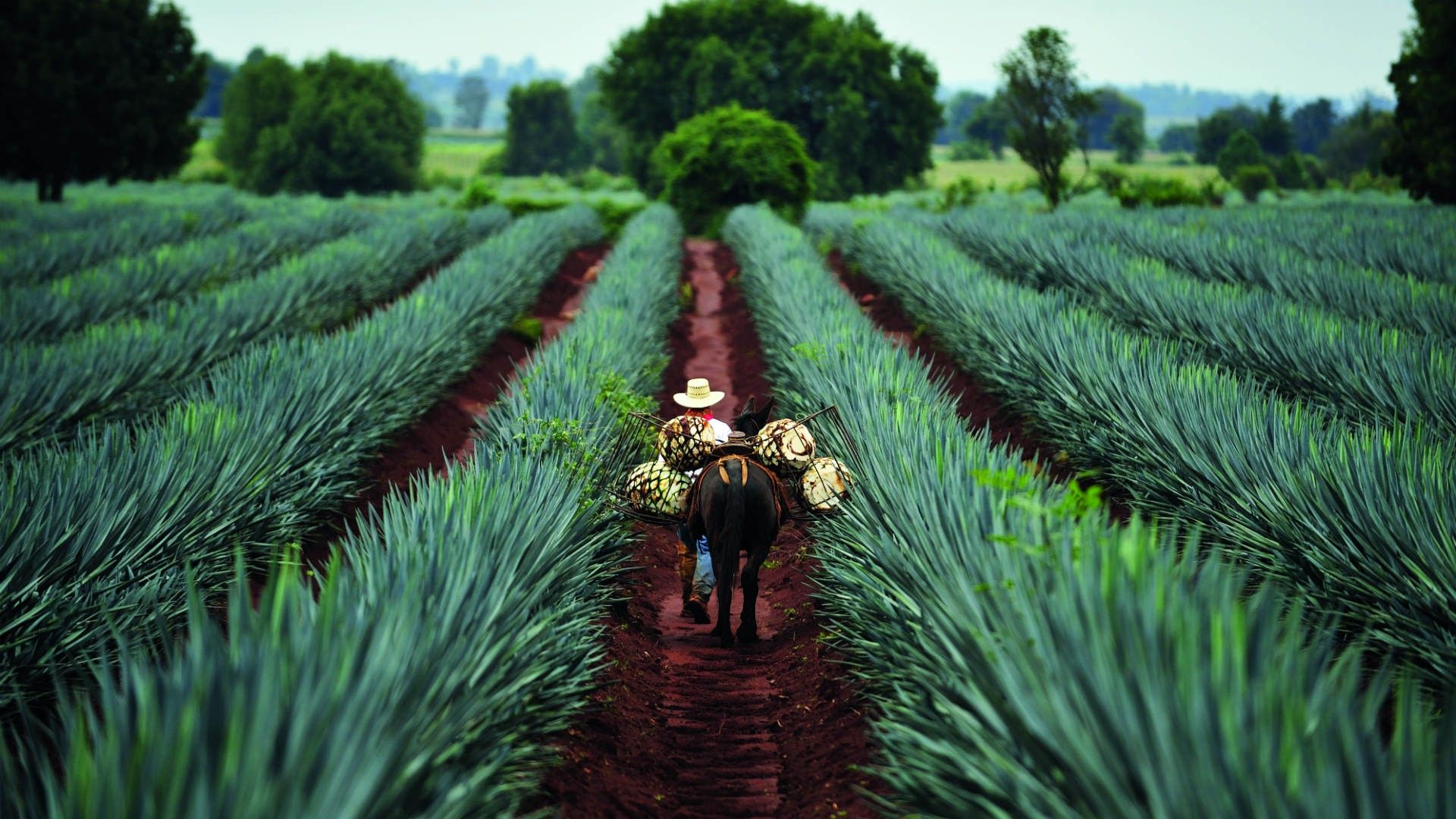 Campo di agave, Jalisco, 1920x1080 1080p, Desktop