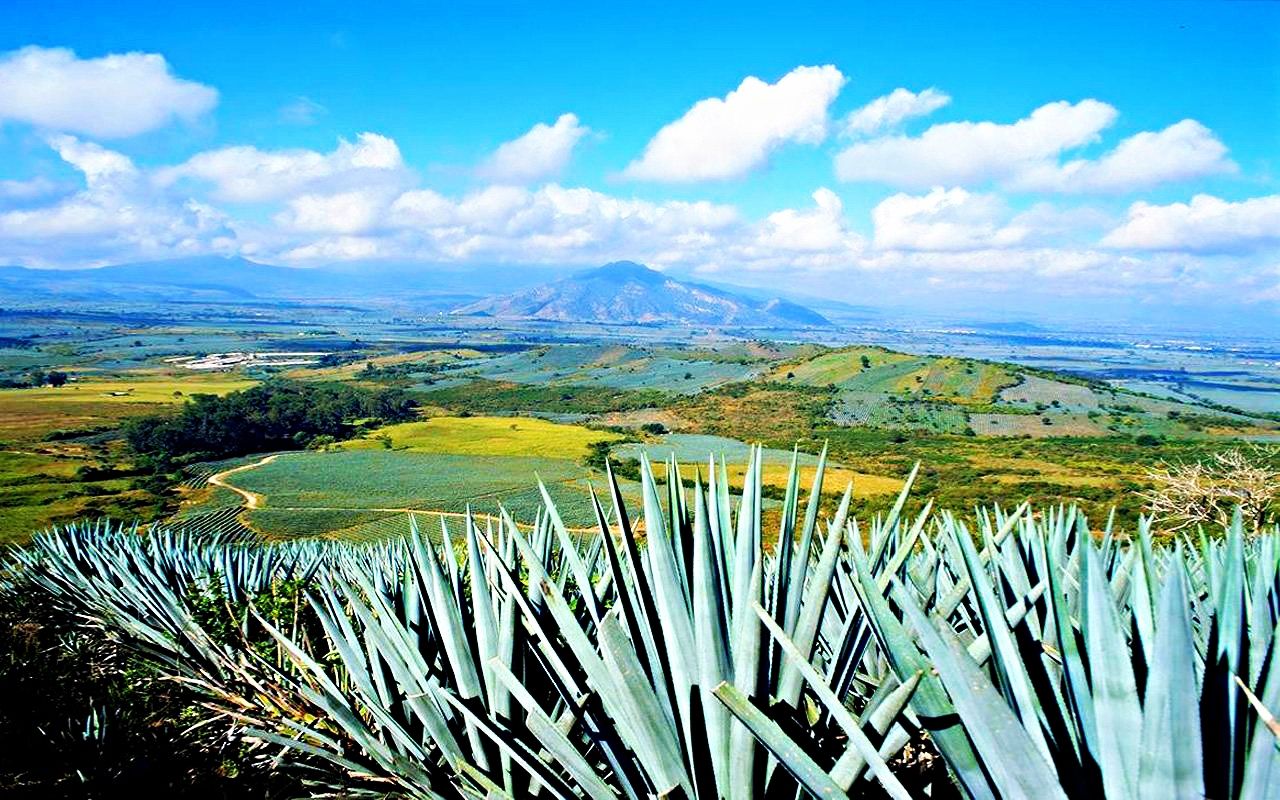 Piante di agave, paesaggio messicano, 1280x800 HD, Desktop