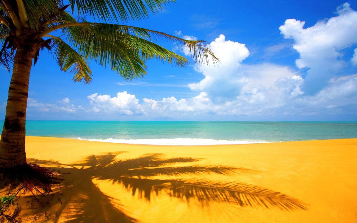 Palma su spiaggia tropicale, 1200x750 HD, Laptop