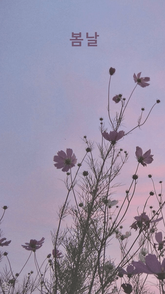 Fiori al tramonto rosa, 676x1200 Full HD Verticale, Smartphone