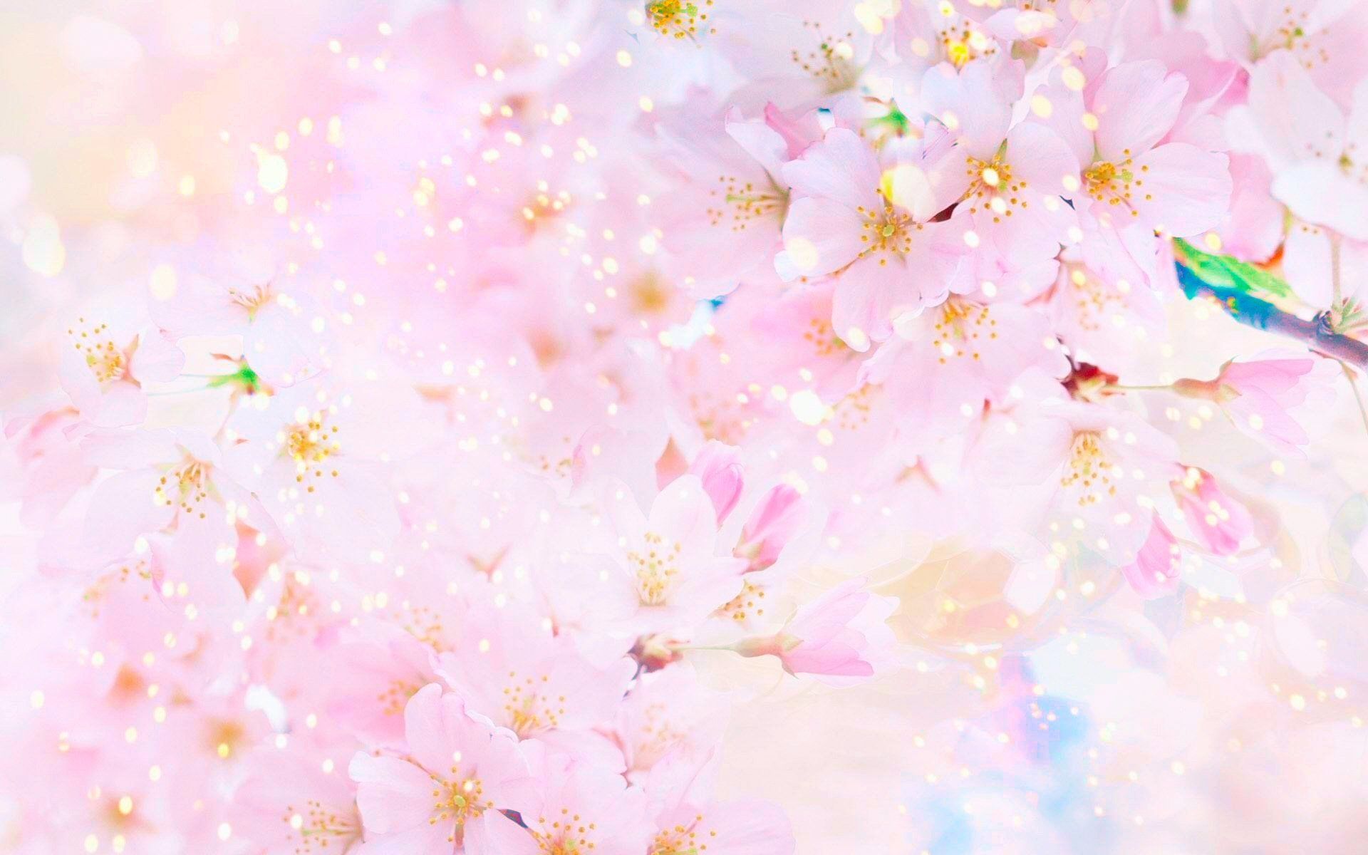Fiori di ciliegio rosa pastello, 1920x1200 Full HD+, Ultrabook