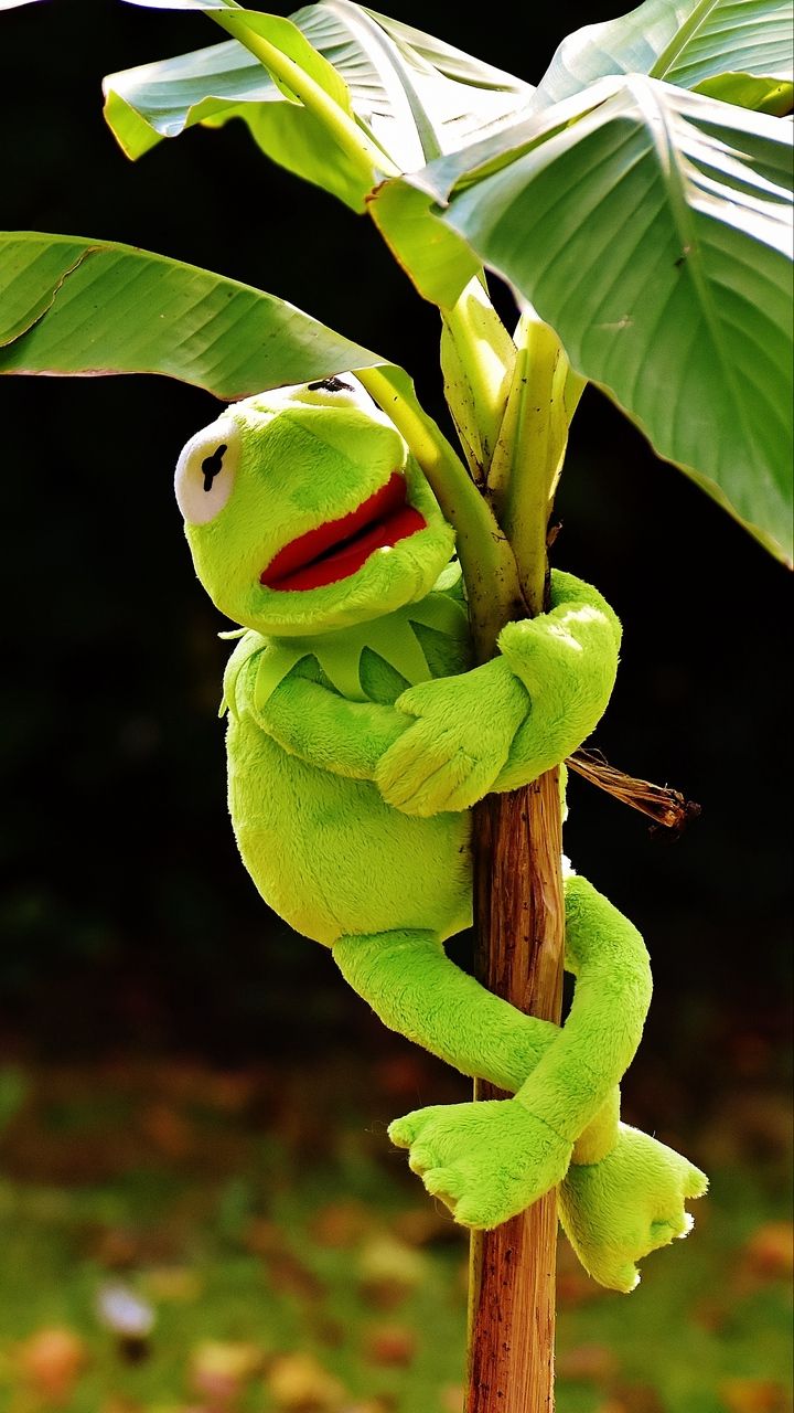 Kermit la Rana con banjo, 1920x1080 1080p, Desktop