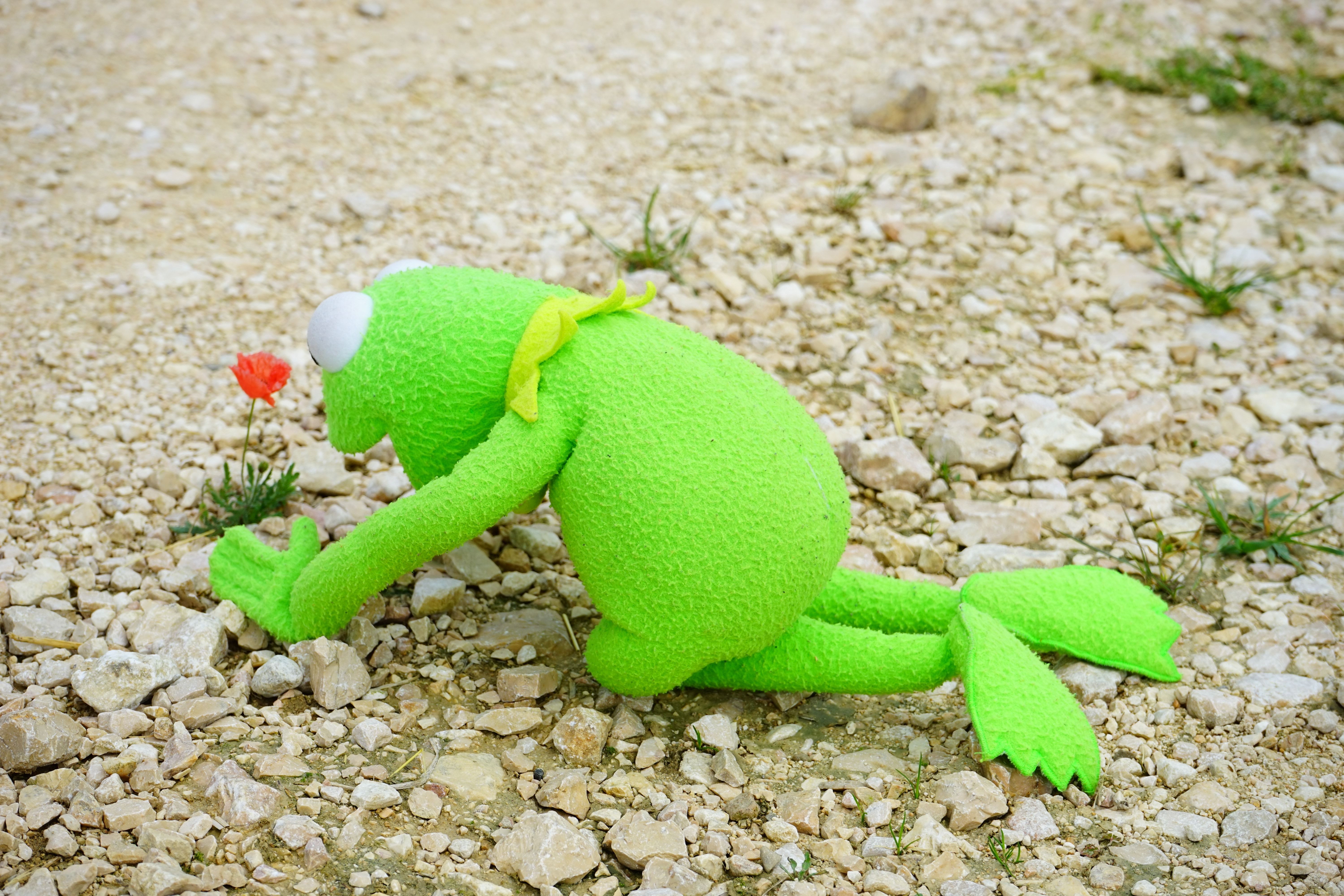Kermit la Rana cartone animato, 1920x1080 Full HD 1080p, PC