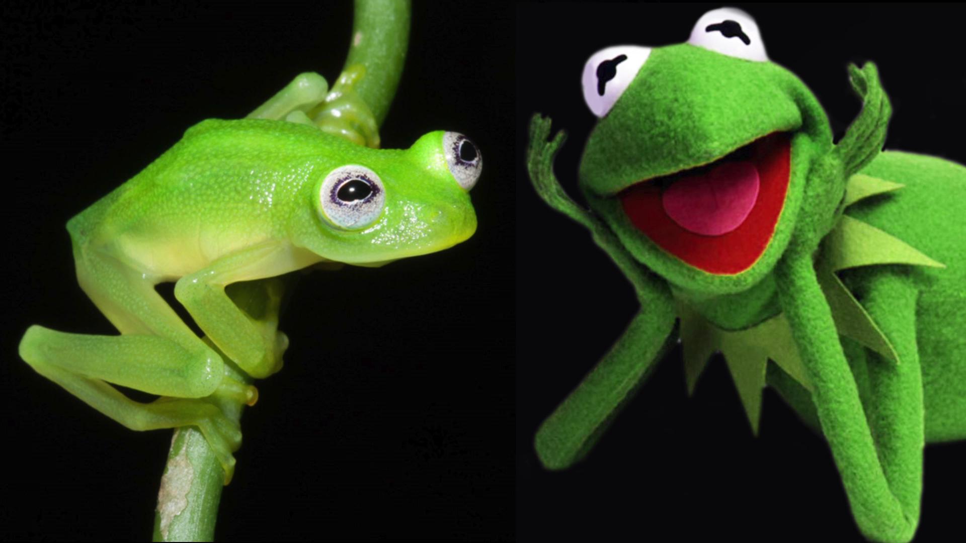 Kermit la Rana peluche, 5020x3512 UHD, PC 4K