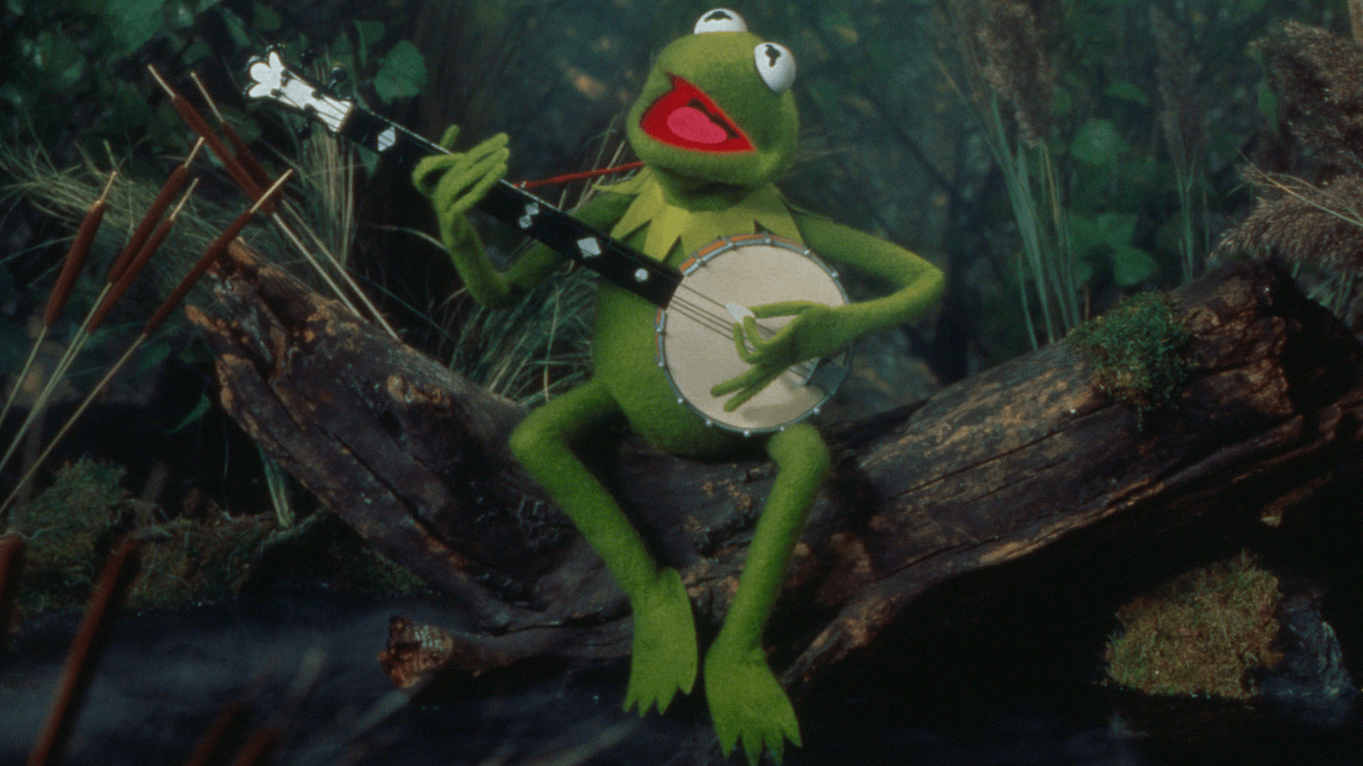 Rana verde simile a Kermit, 1920x1080 1080p, PC Desktop