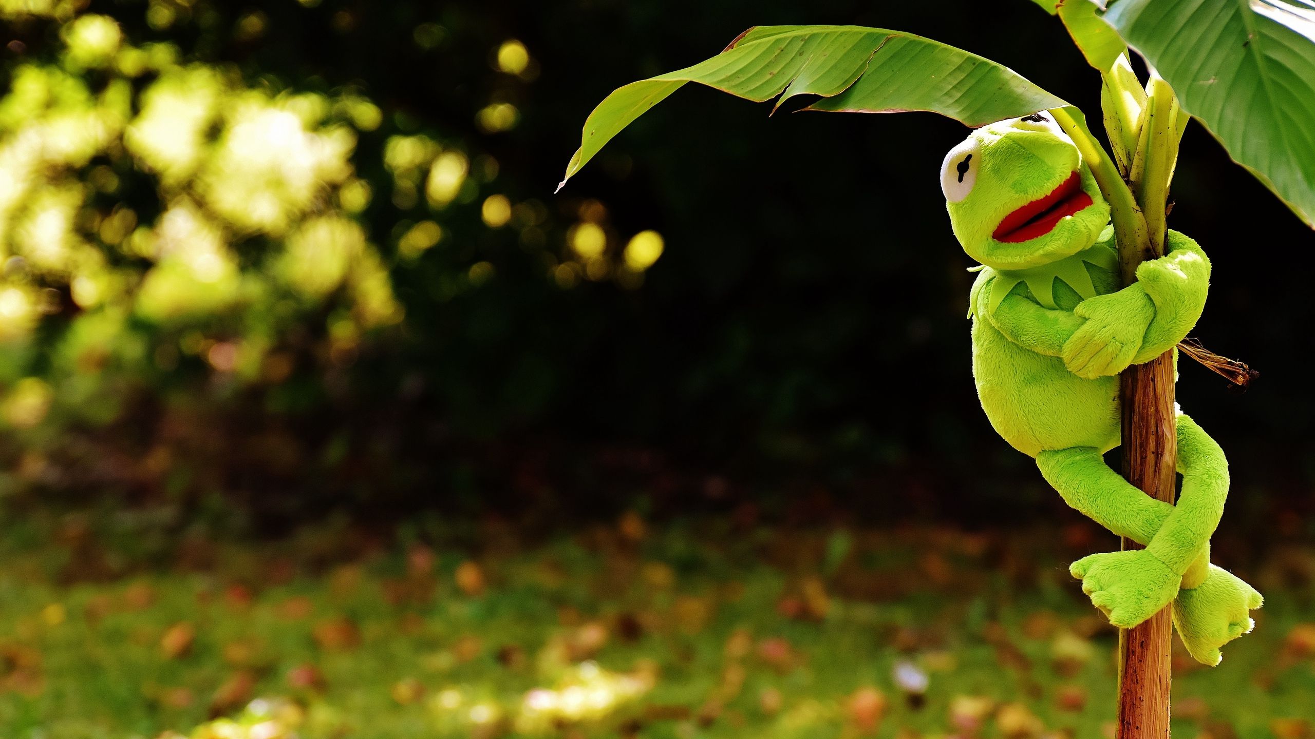 Occhi di Kermit la Rana, 1920x1080 1080p, Laptop
