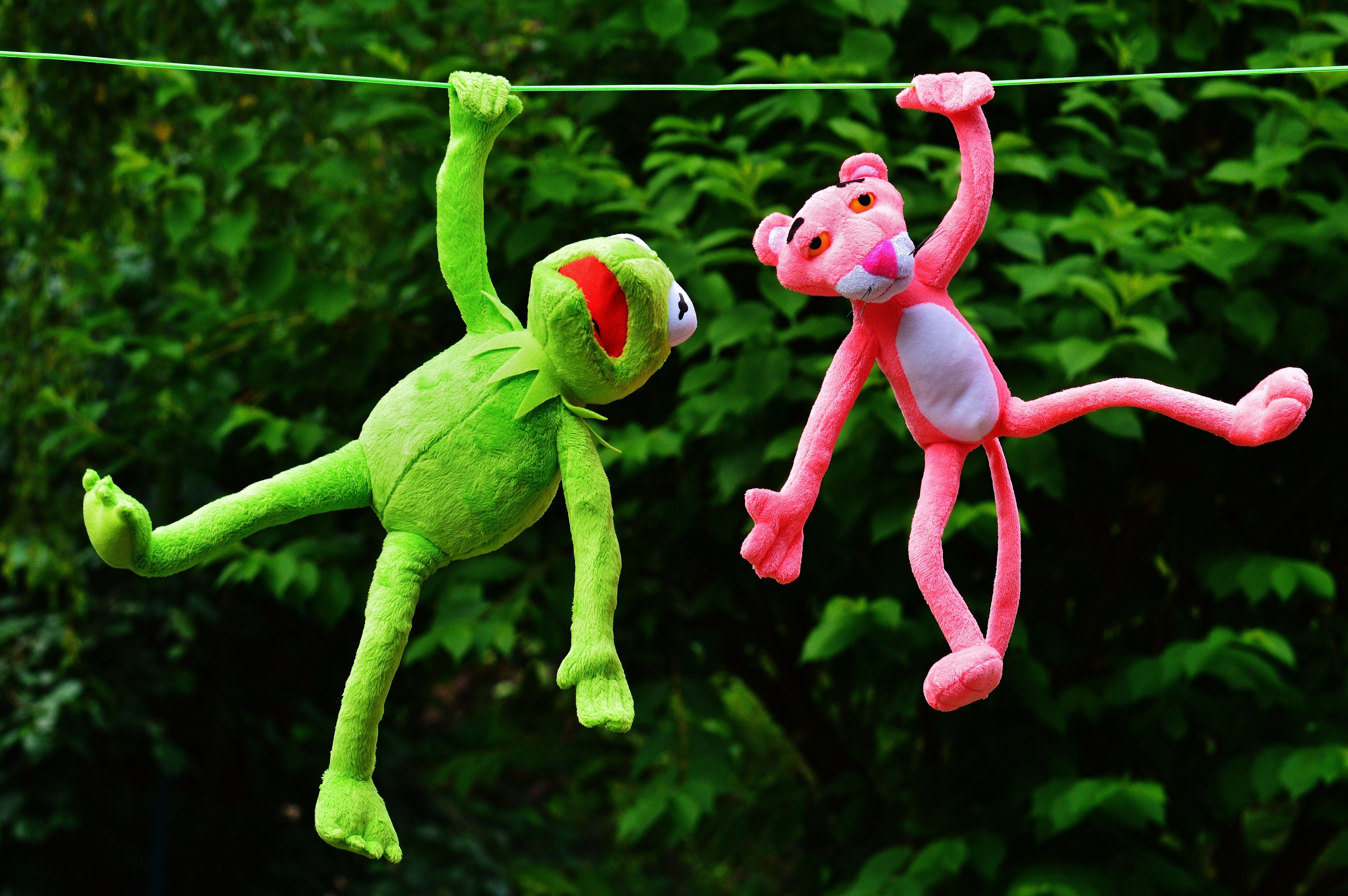 Kermit la rana peluche pianta, 2560x1440 1440p, Monitor Gaming