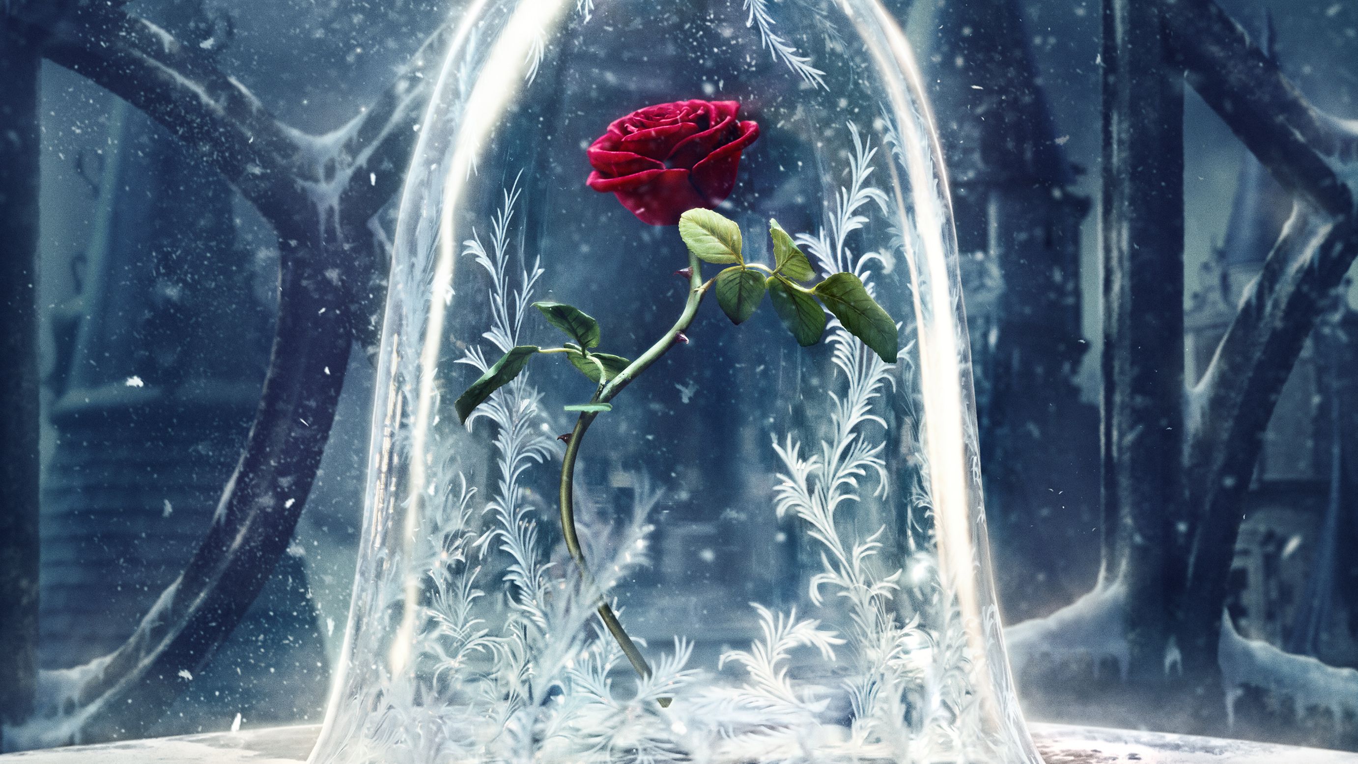 Rosa incantata sotto teca, 2764x1555 QHD, Monitor Gaming