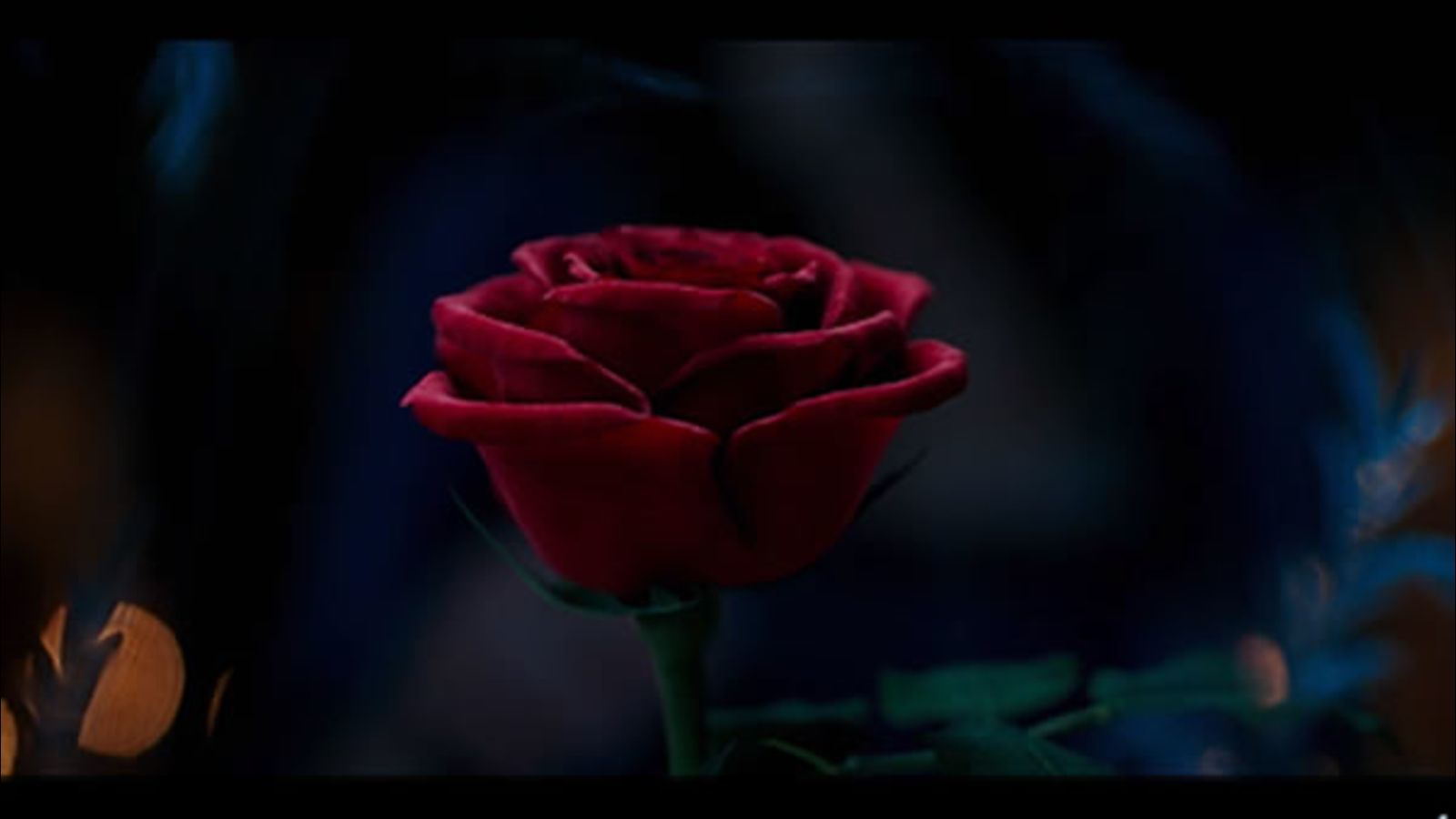 Rosa rossa incantata scura, 1600x900 HD Ready, iMac