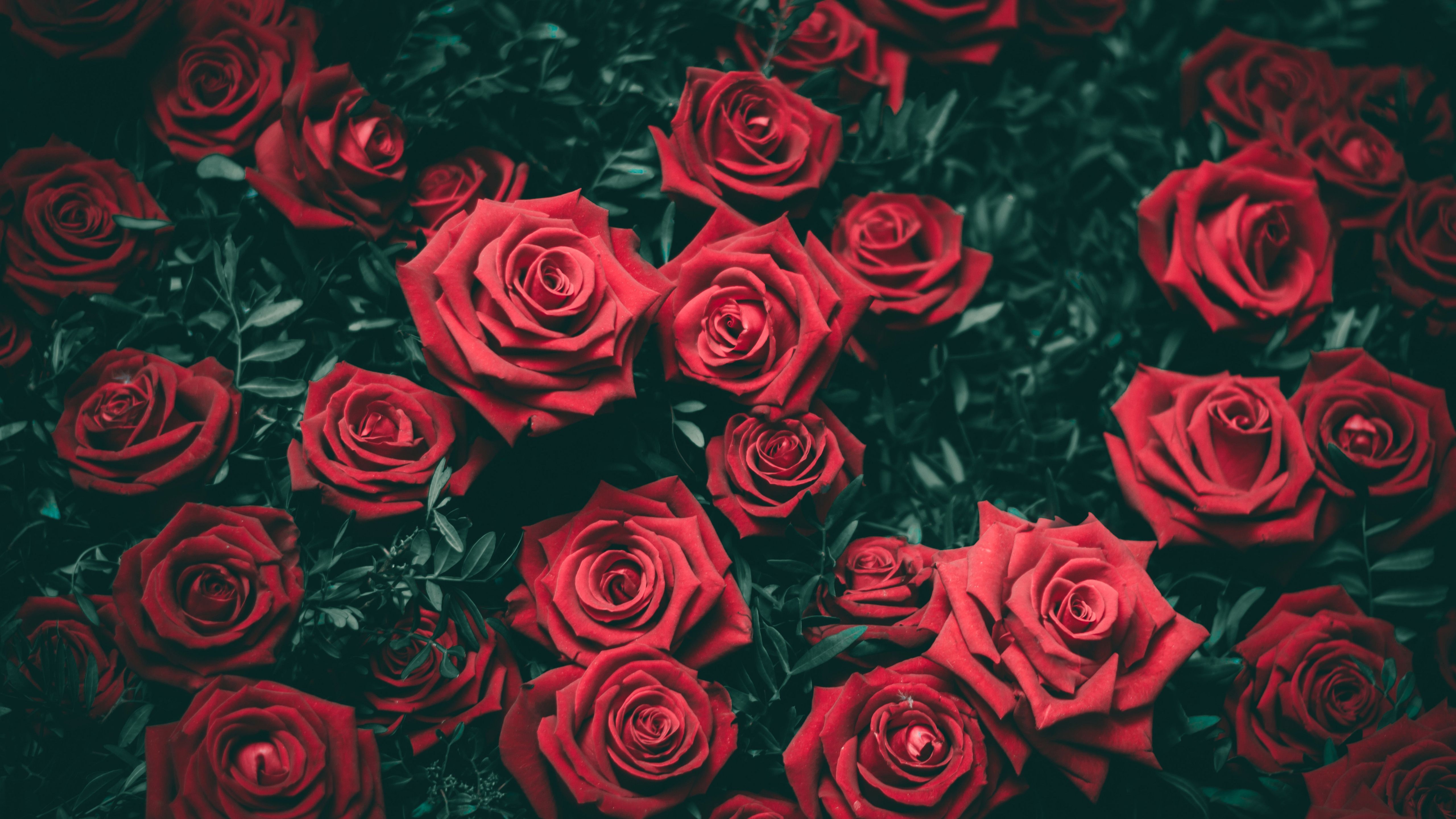 La Bella e la Bestia ballano, 2880x1800 2K+, MacBook Pro
