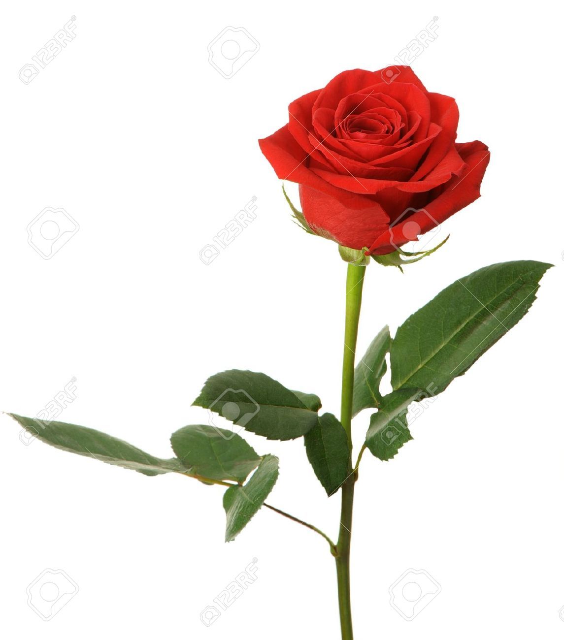 Rosa incantata La Bella e la Bestia, 1080x1920 Verticale, Mobile