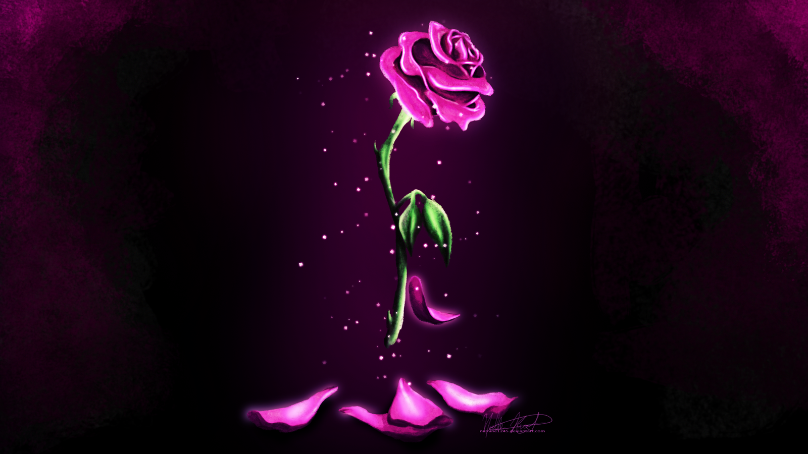 Rosa incantata rosa scuro, 1600x900 900p, Laptop