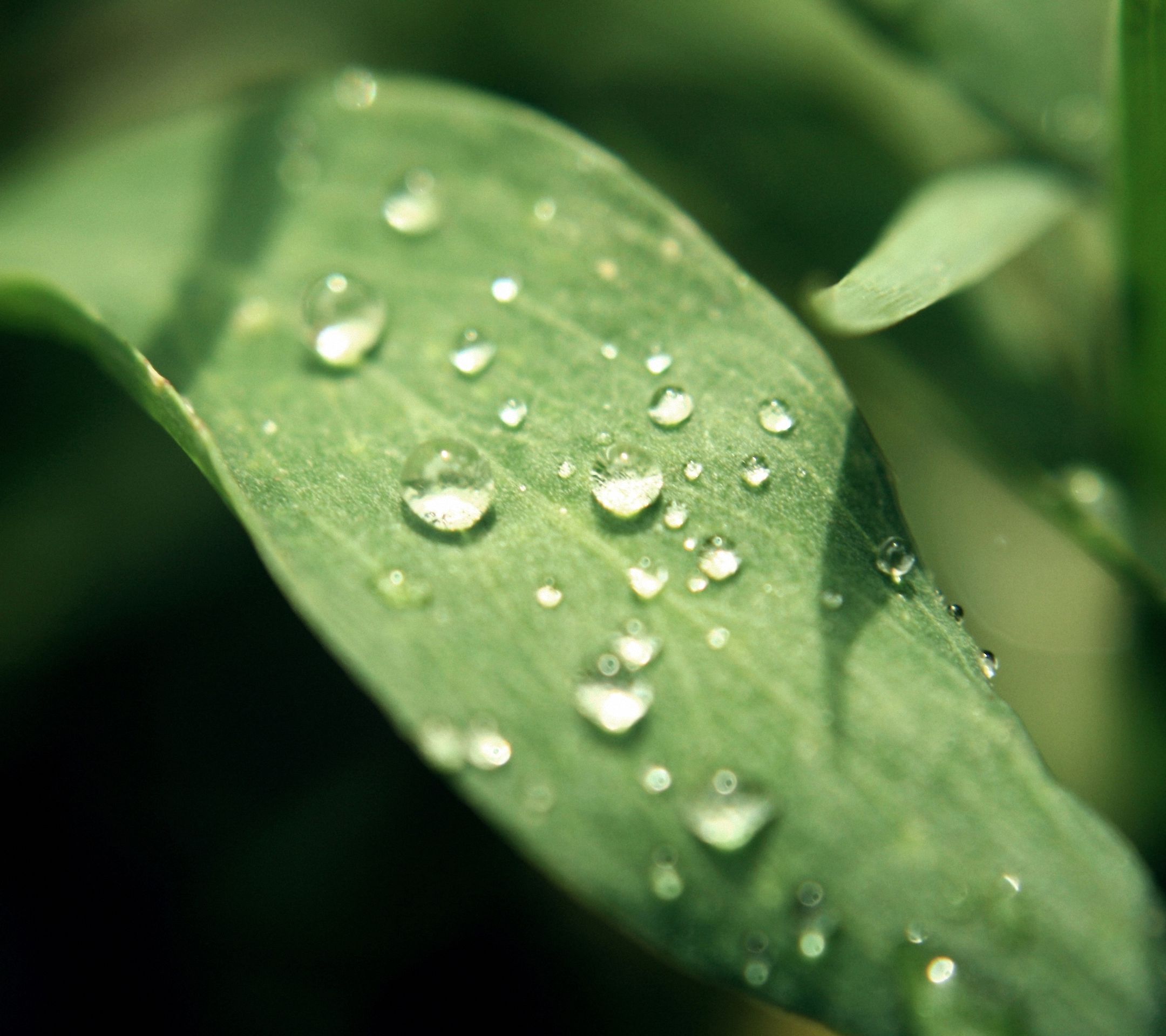 Gocce d'acqua su foglia verde, 2160x1920 2K, Desktop