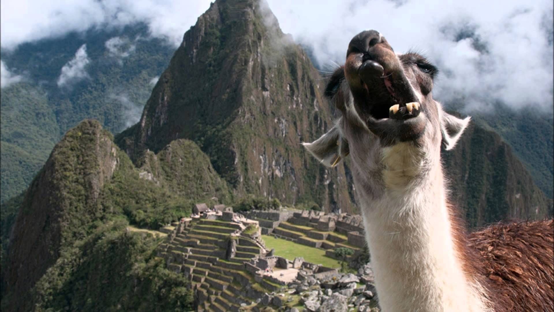 con Lama, 2560x1440 1440p, Monitor Gaming