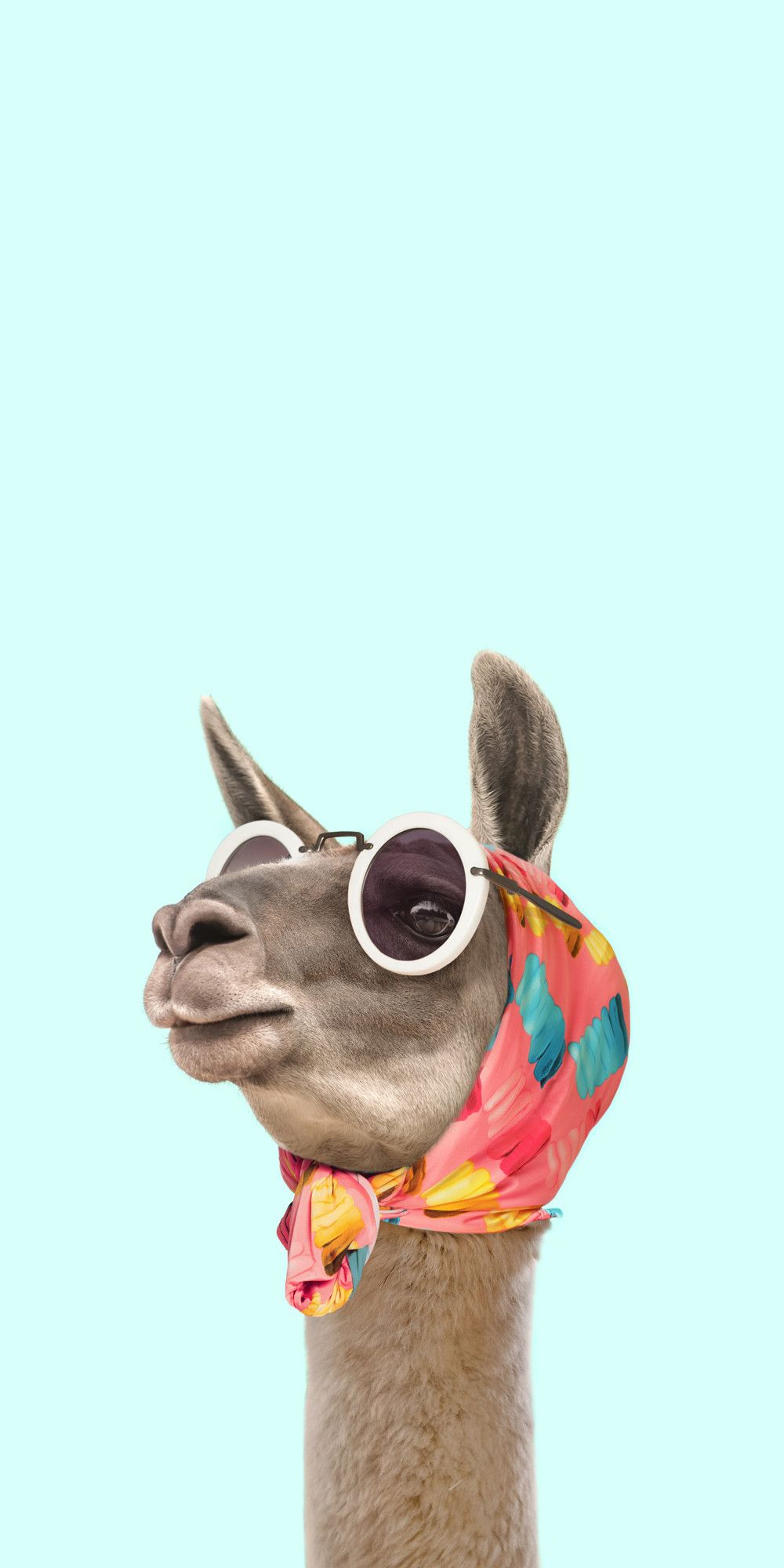 Lama con sciarpa rossa, 1920x1200 Full HD+ WUXGA, Desktop