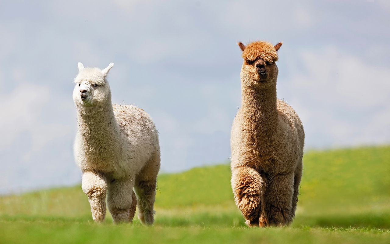 Lama con occhiali e bandana, 1000x2000 Full HD Verticale, Samsung Galaxy