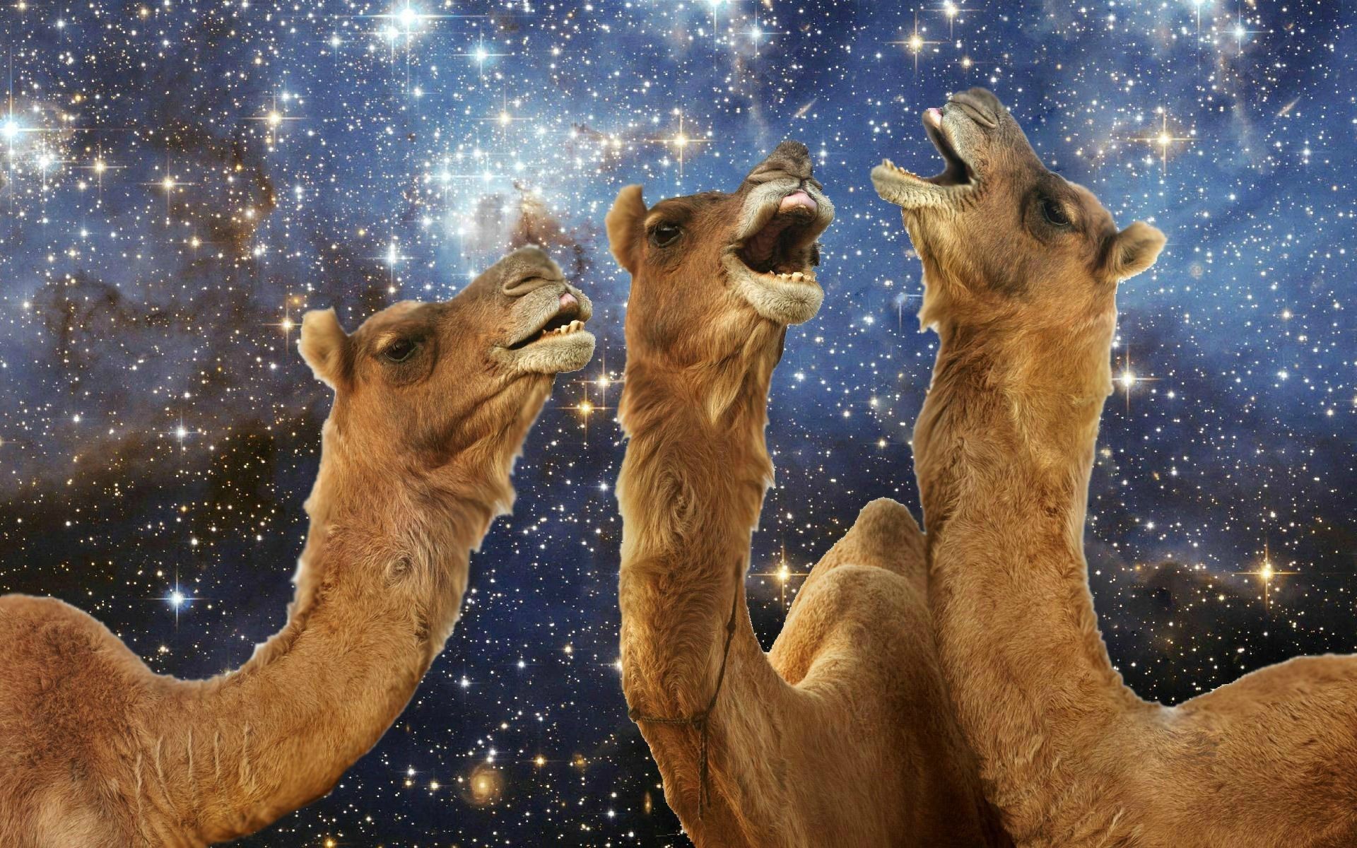 Lama illustrato sfondo azzurro, 3556x2222 2K+, Desktop