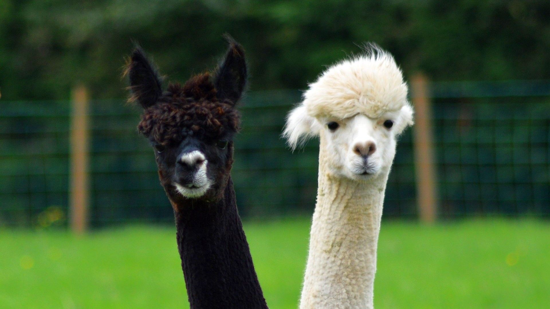 Lama bianco con nappine colorate, 1600x1200 900p, PC