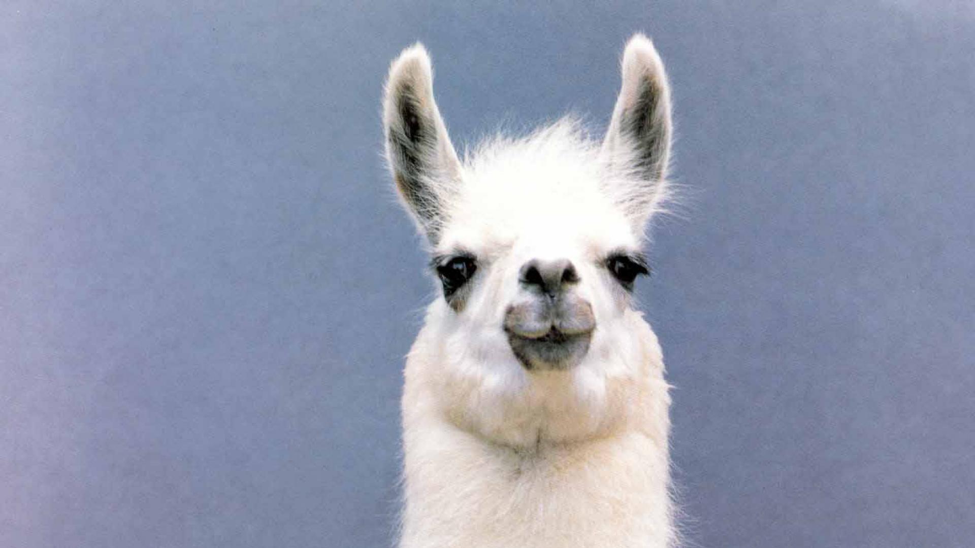 Tre lama kawaii colorati, 720x1280 Verticale, Telefono