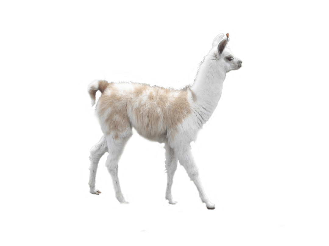 Lama bianco con mantello rosso, 1024x768 HD, PC