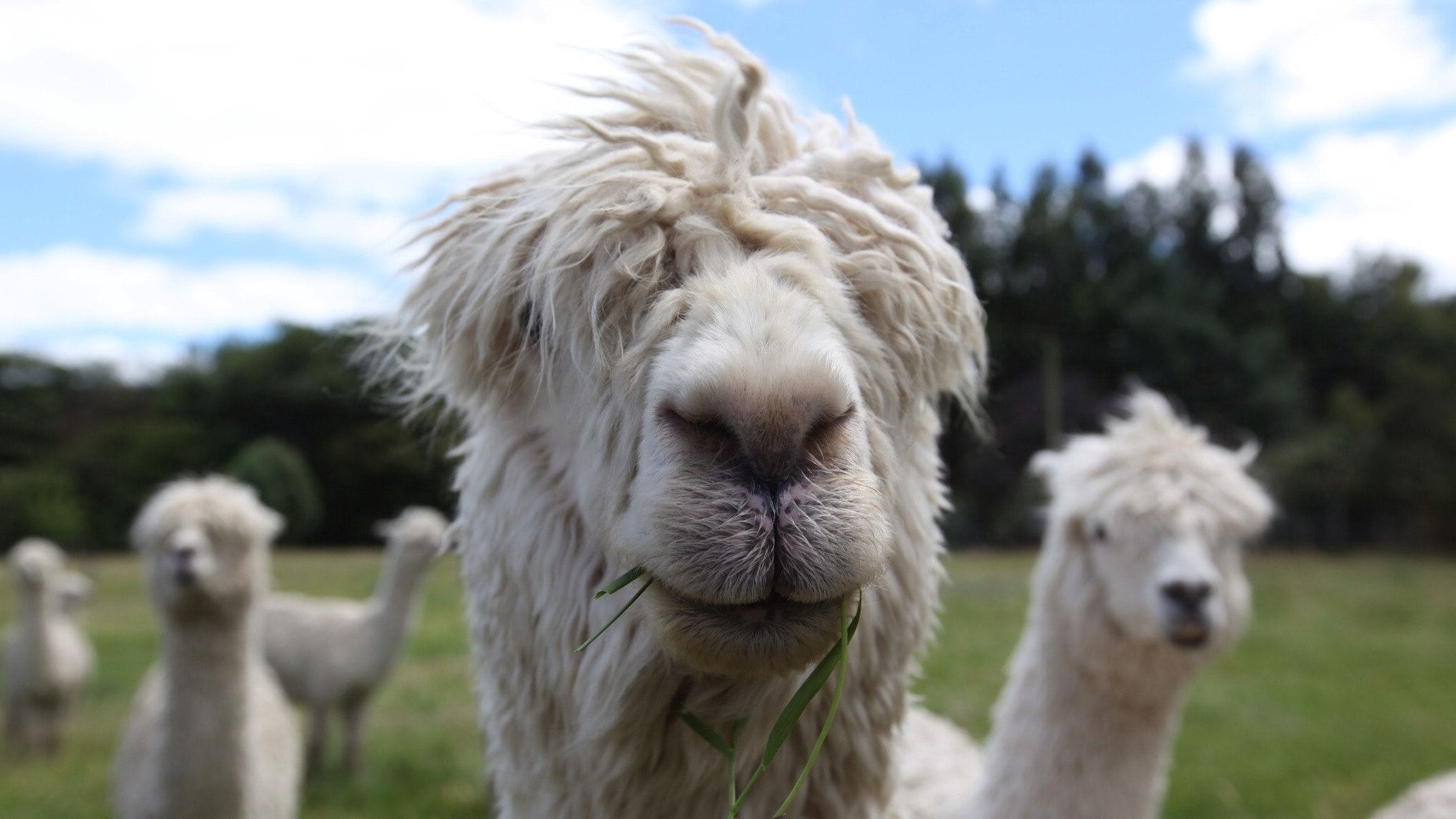 Lama con cappello e sigaretta, 1680x1050 900p, MacBook Air
