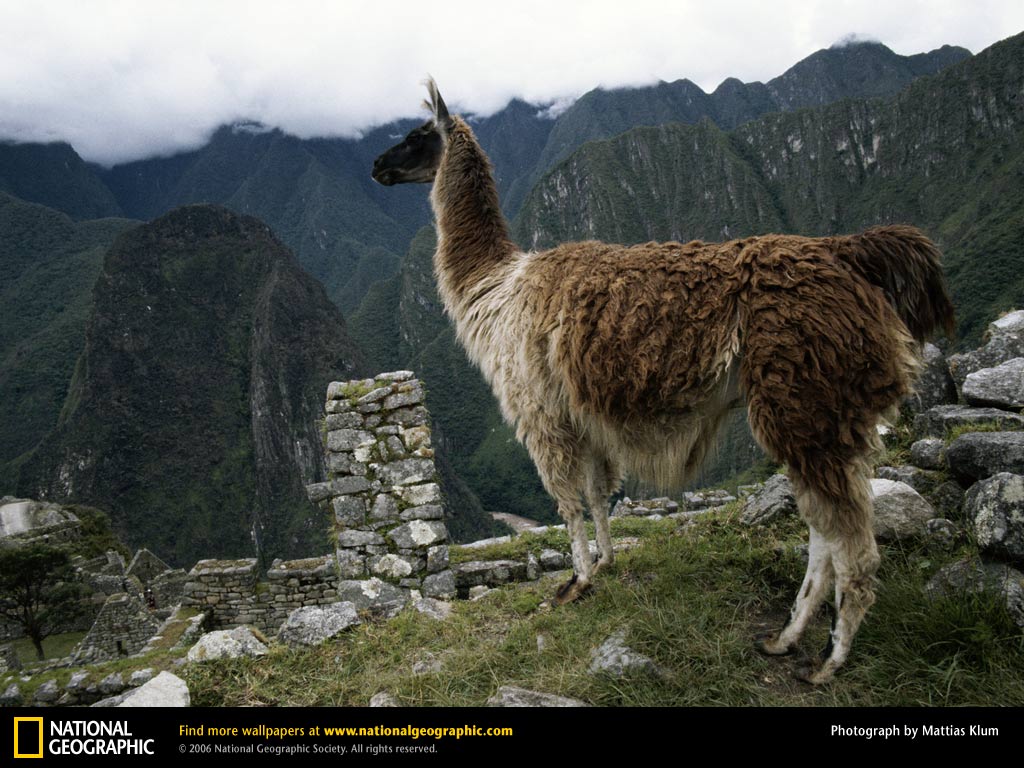 Lama nel prato erboso, 1600x1200 HD Ready, Laptop